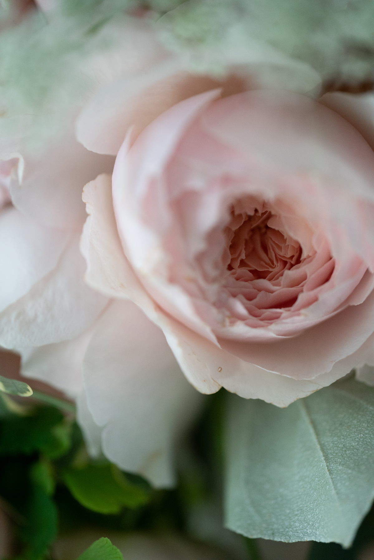 12月の花 057