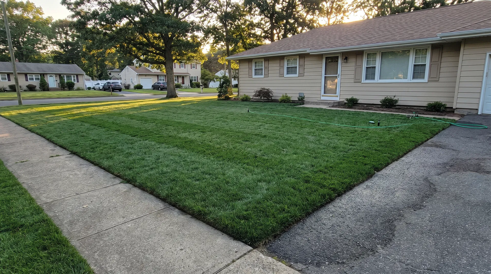 Fresh green Tall Fescue Blue sod lawn after professional installation by Ocean County Sod in Brick Township NJ