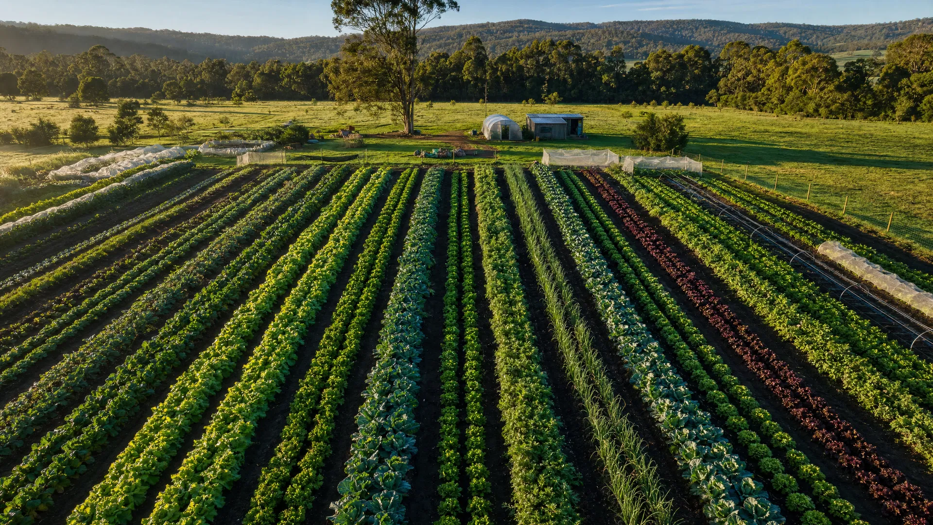 Aerial view of Sparrow Foot Farm's vegetable rows
