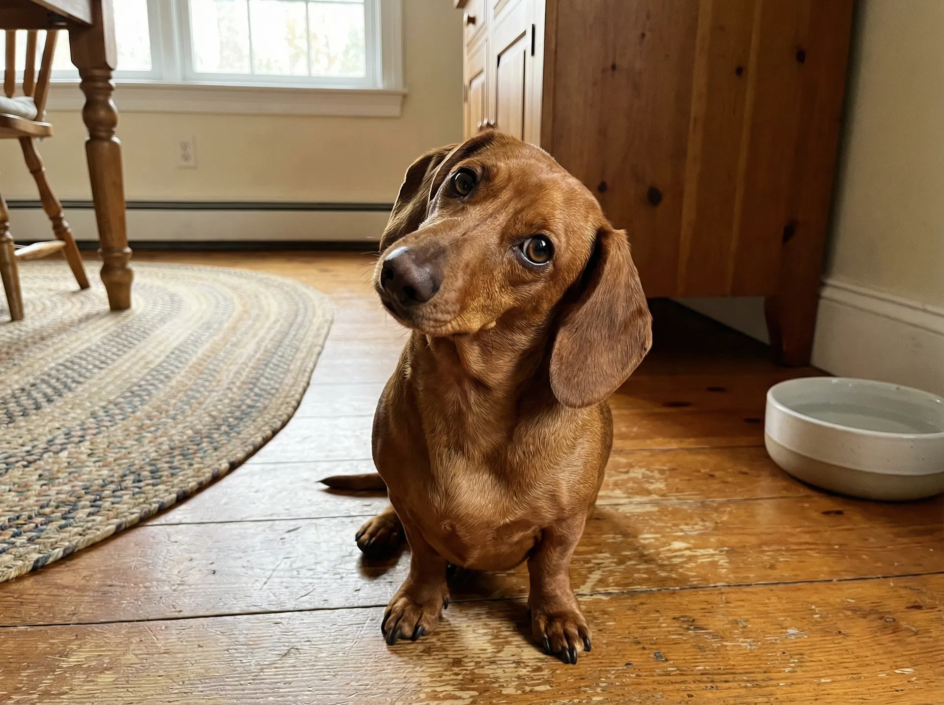 Dachshund looking curious