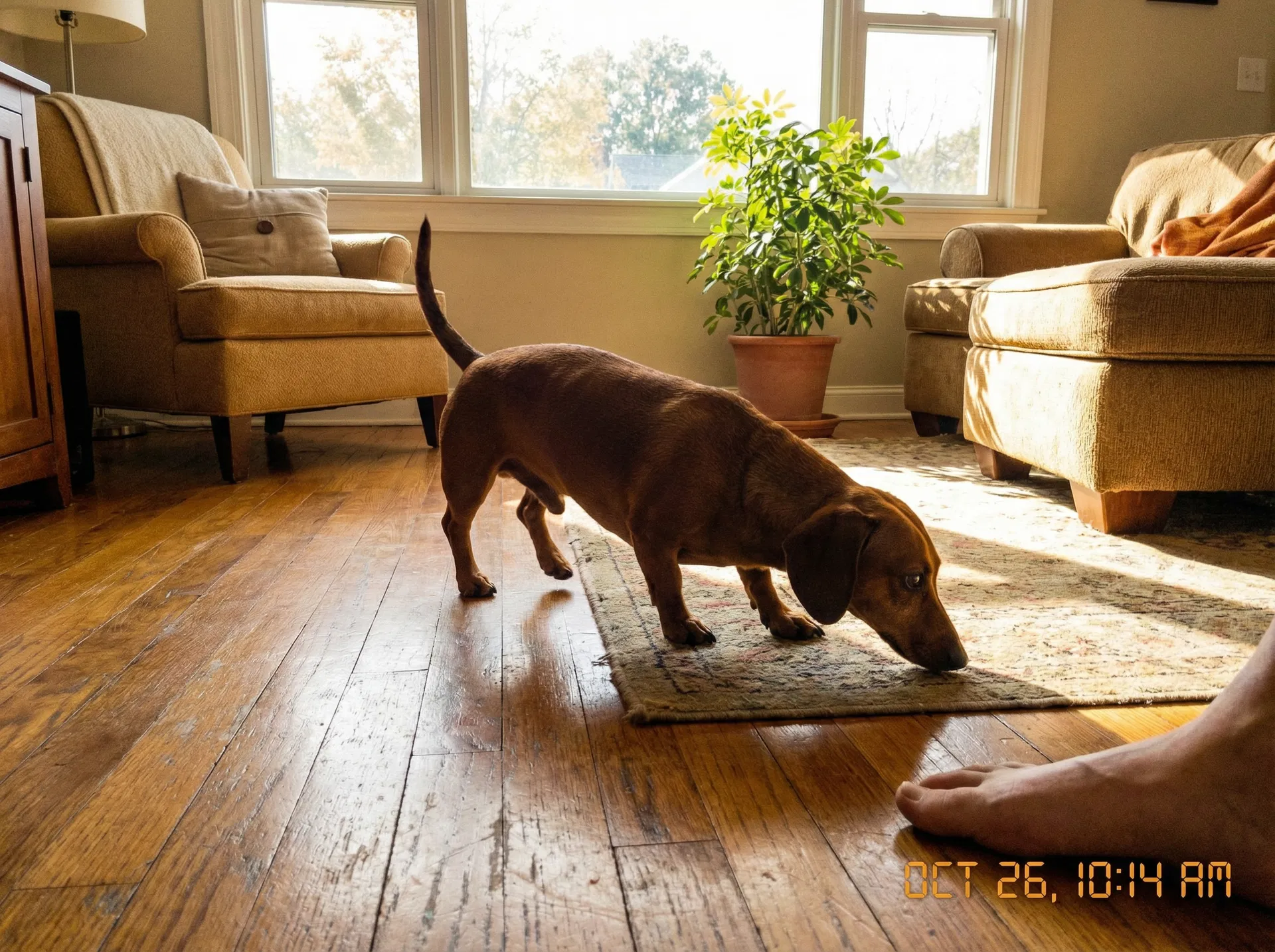 Dachshund moving confidently