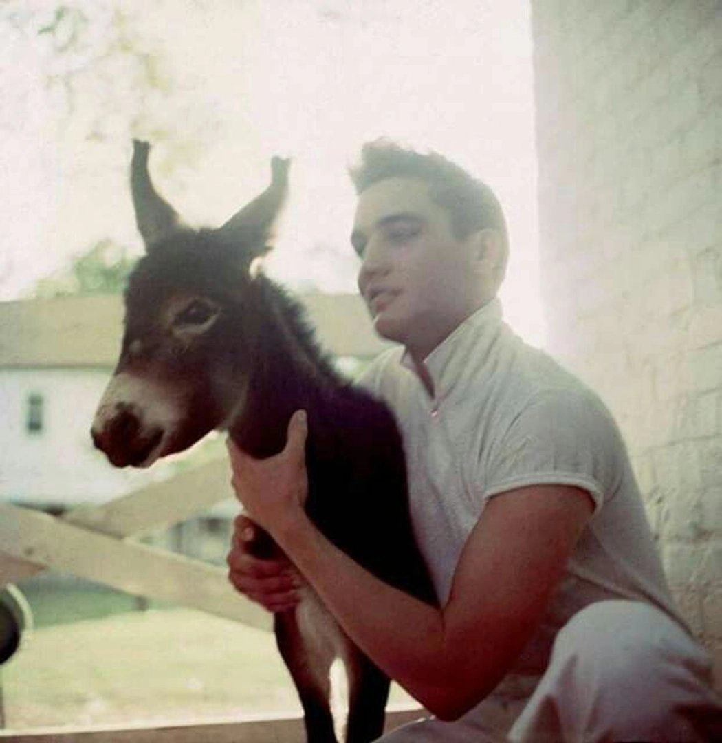 Elvis Presley photo