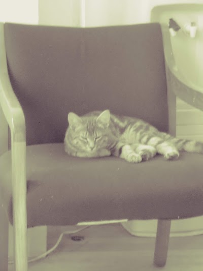 Anthony J Sineni Law Offices