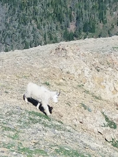 Montana Litigation Support Services