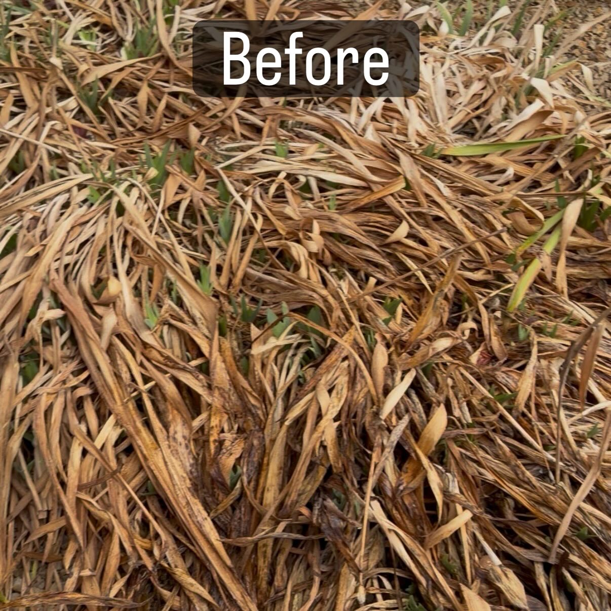 ✂️ Spring Pruning for Healthy Growth - Before