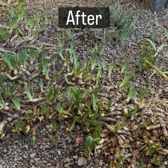 ✂️ Spring Pruning for Healthy Growth - After