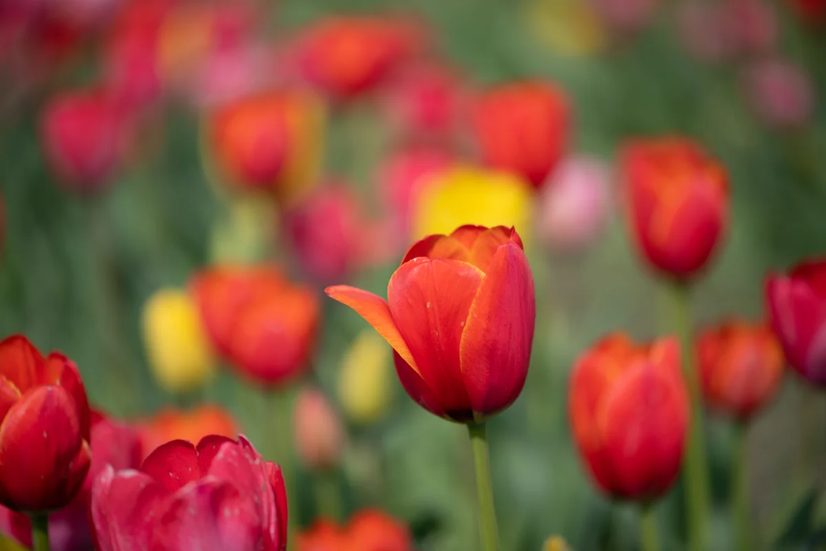Tulipánszedés és tulipánszüret a Balaton körül