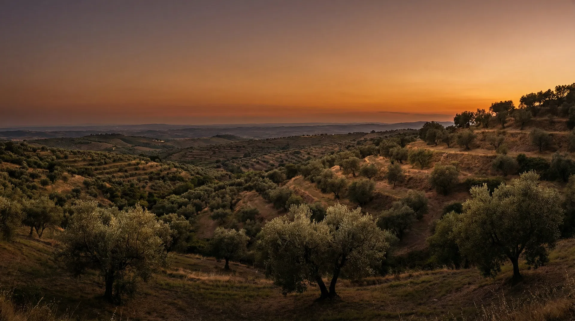 Paysage d'oliviers au coucher du soleil, Olivastro Tunisie