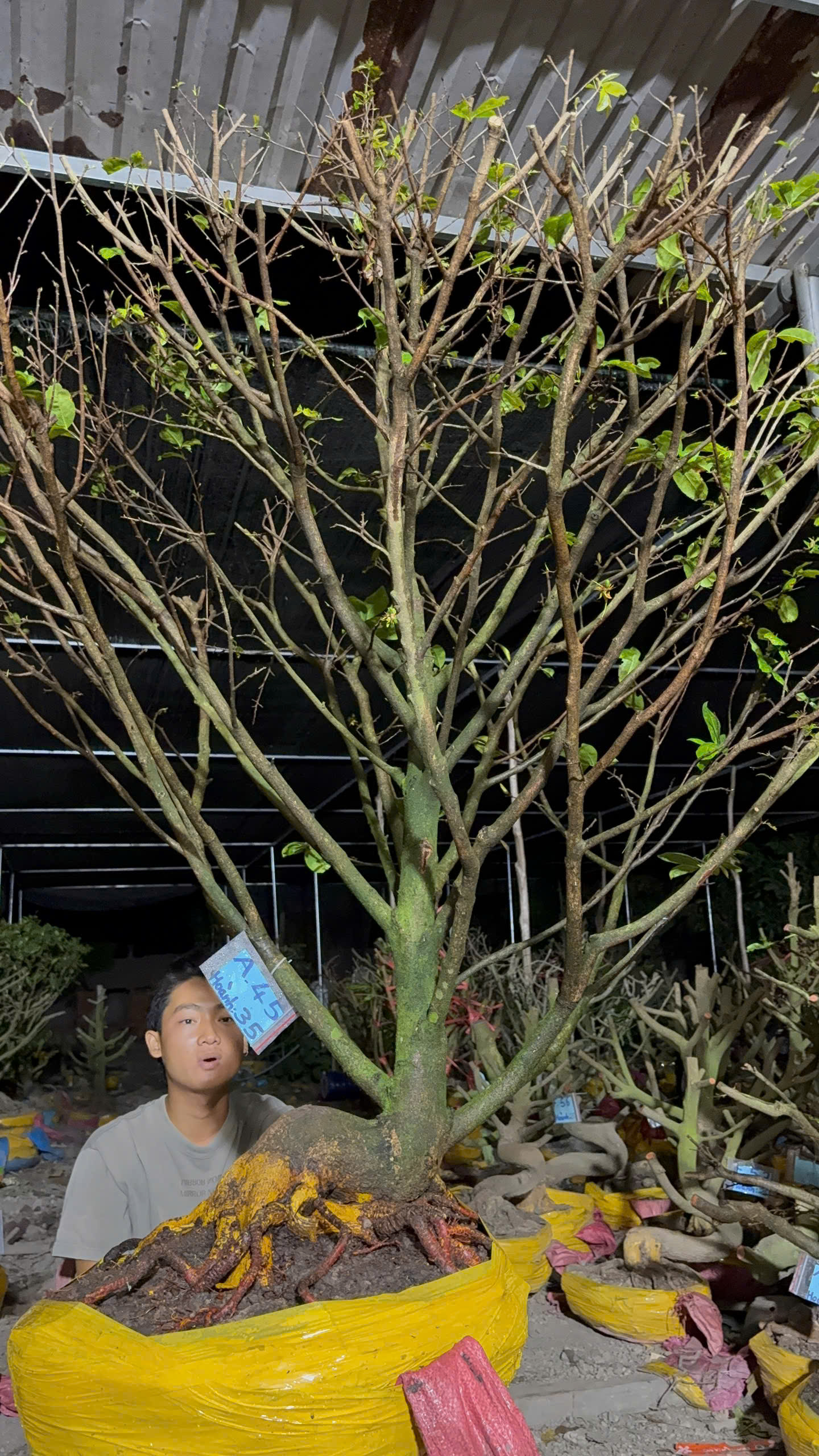 Mã A45 Mai vàng, hoành 35