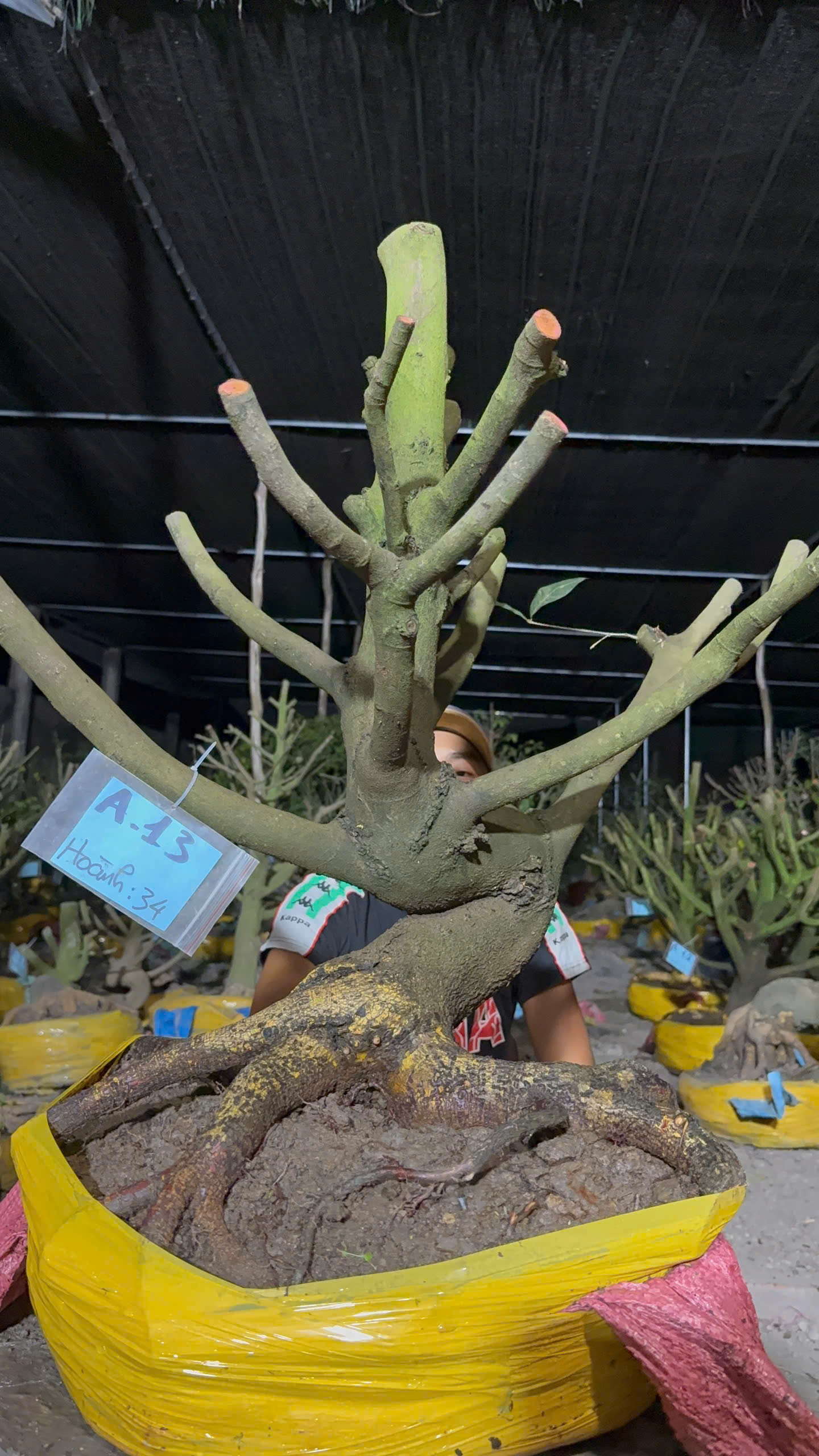 Mã A13 Mai vàng, hoành 34