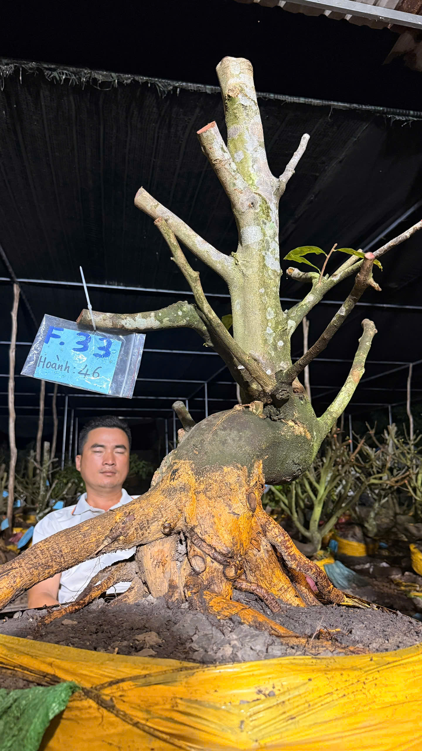 Mã F33 Mai vàng, hoành 46