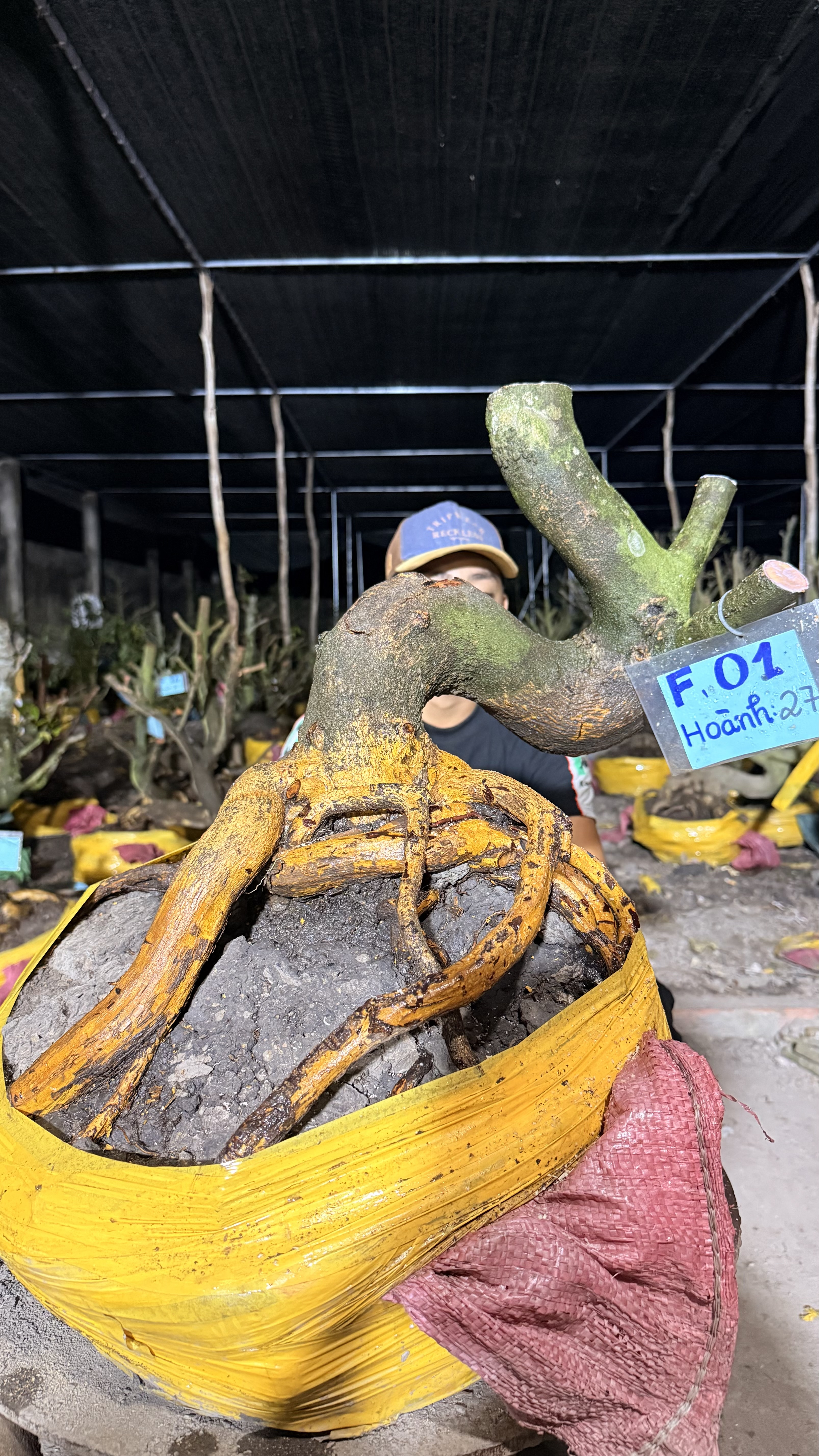 Mã F01 Mai Vàng, Hoành 27