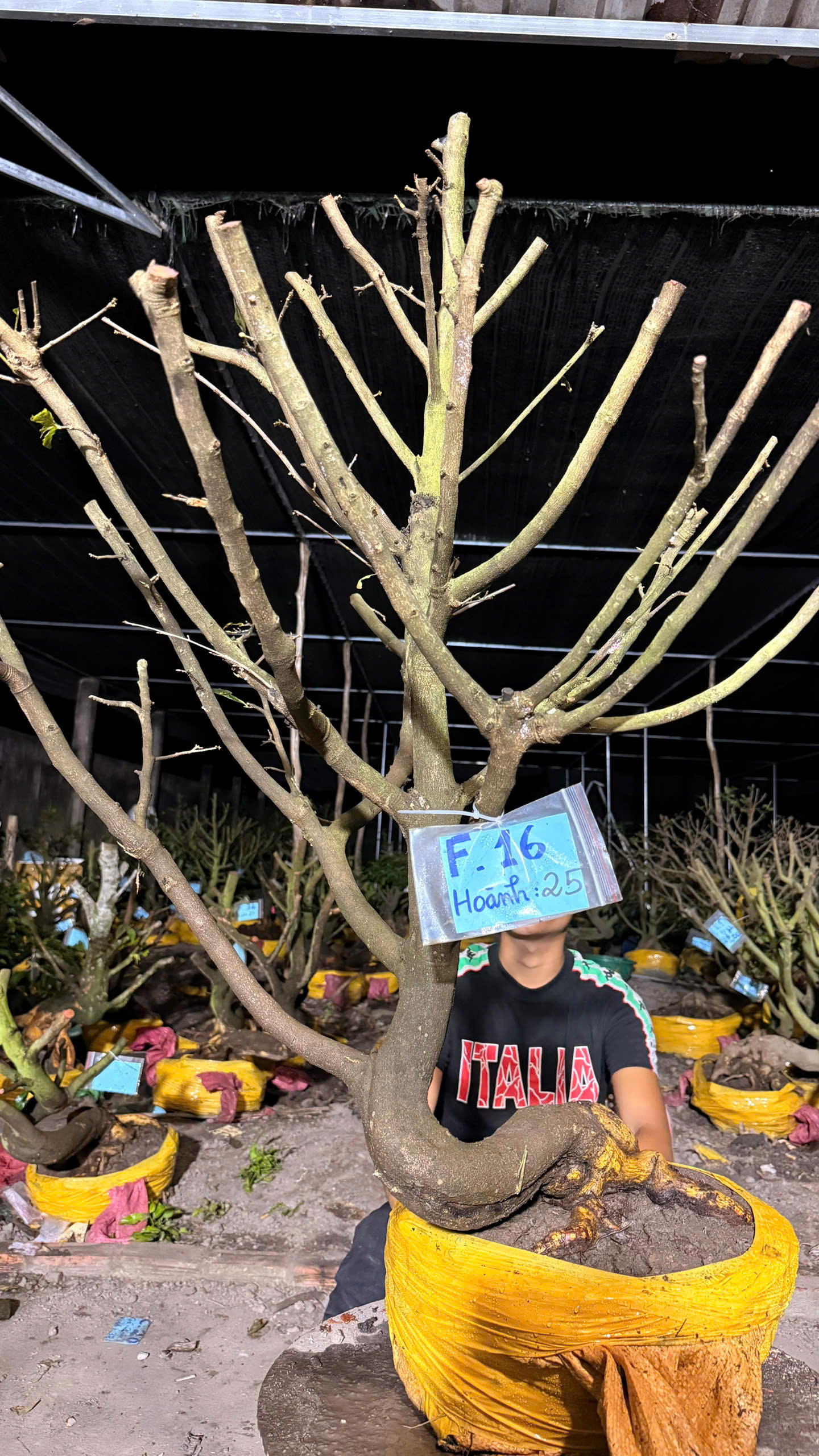 Mã F16 Mai vàng, hoành 25