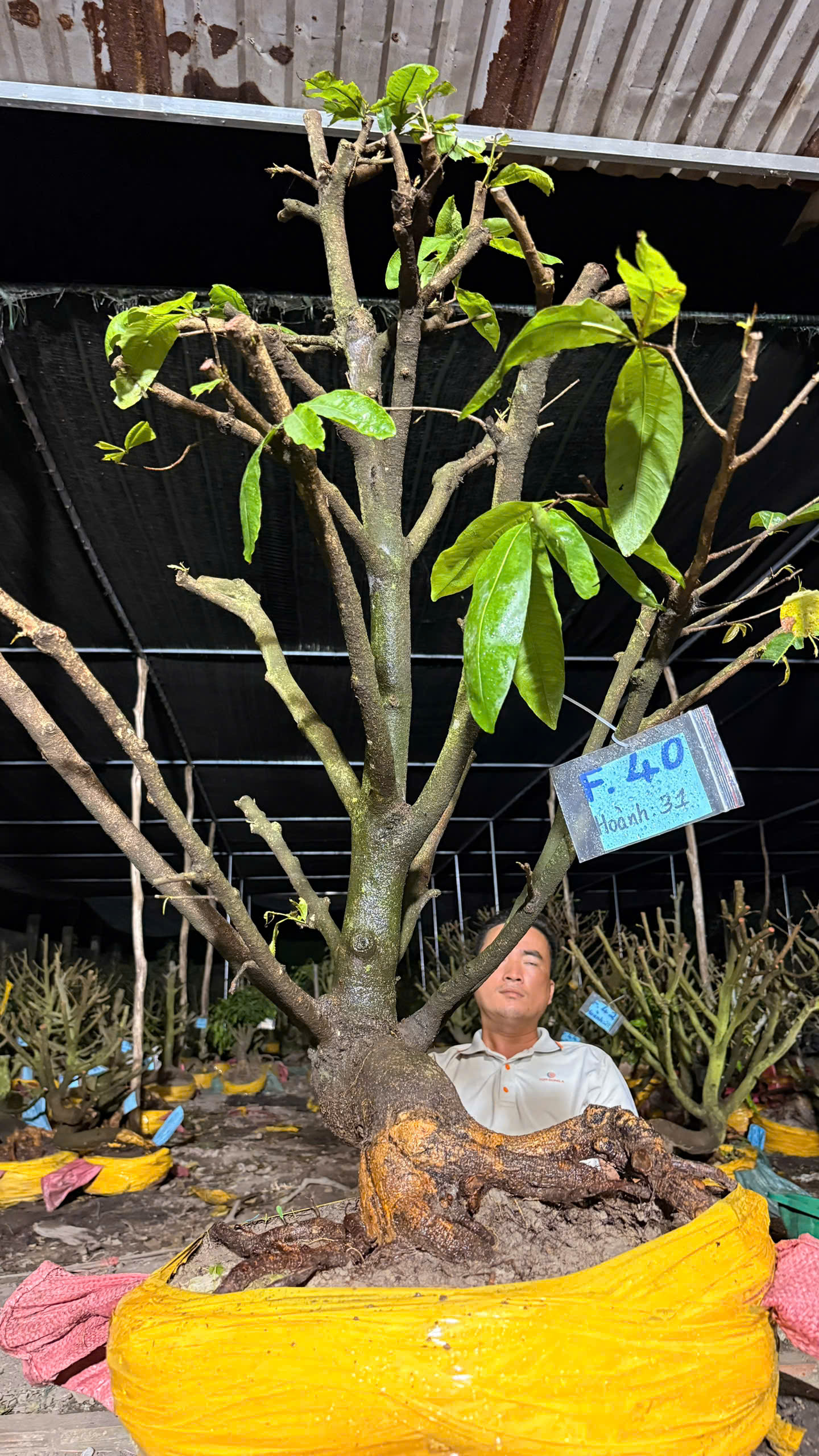 Mã F40 Mai vàng, hoành 31