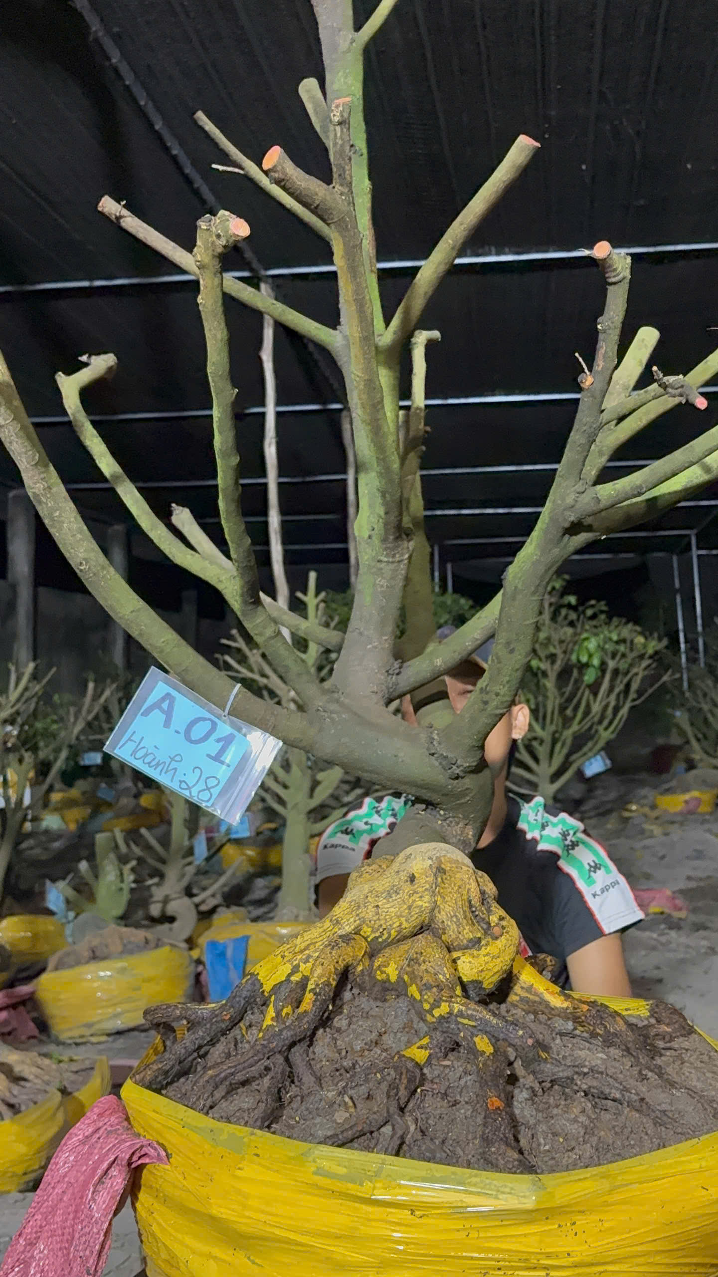 Mã A01 Mai vàng, hoành 28