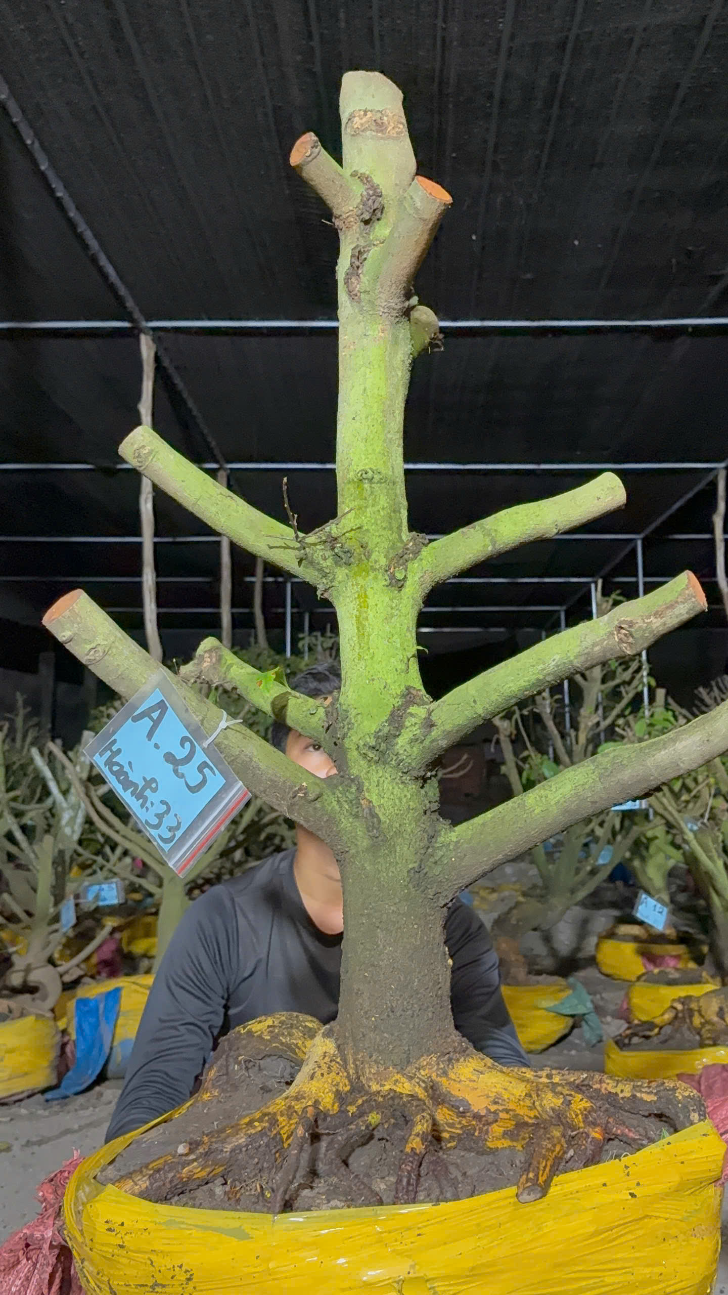 Mã A25 Mai vàng, hoành 33