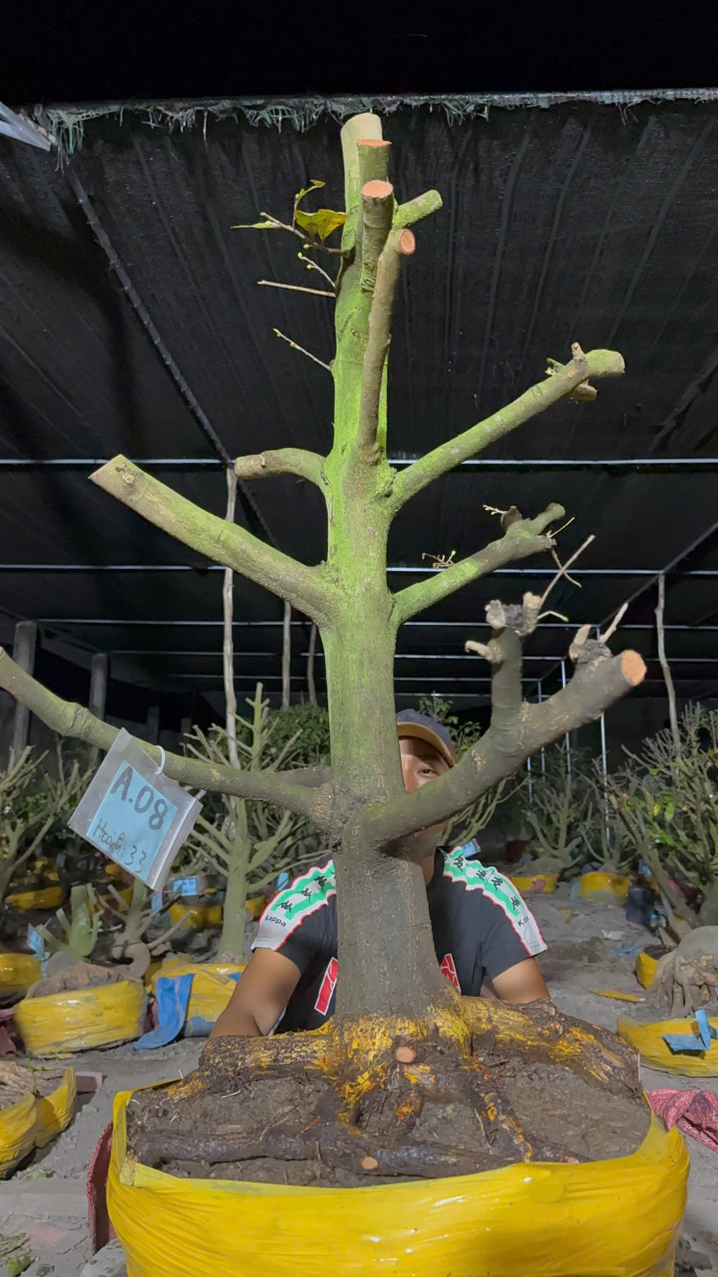 Mã 08 Mai vàng, hoành 33