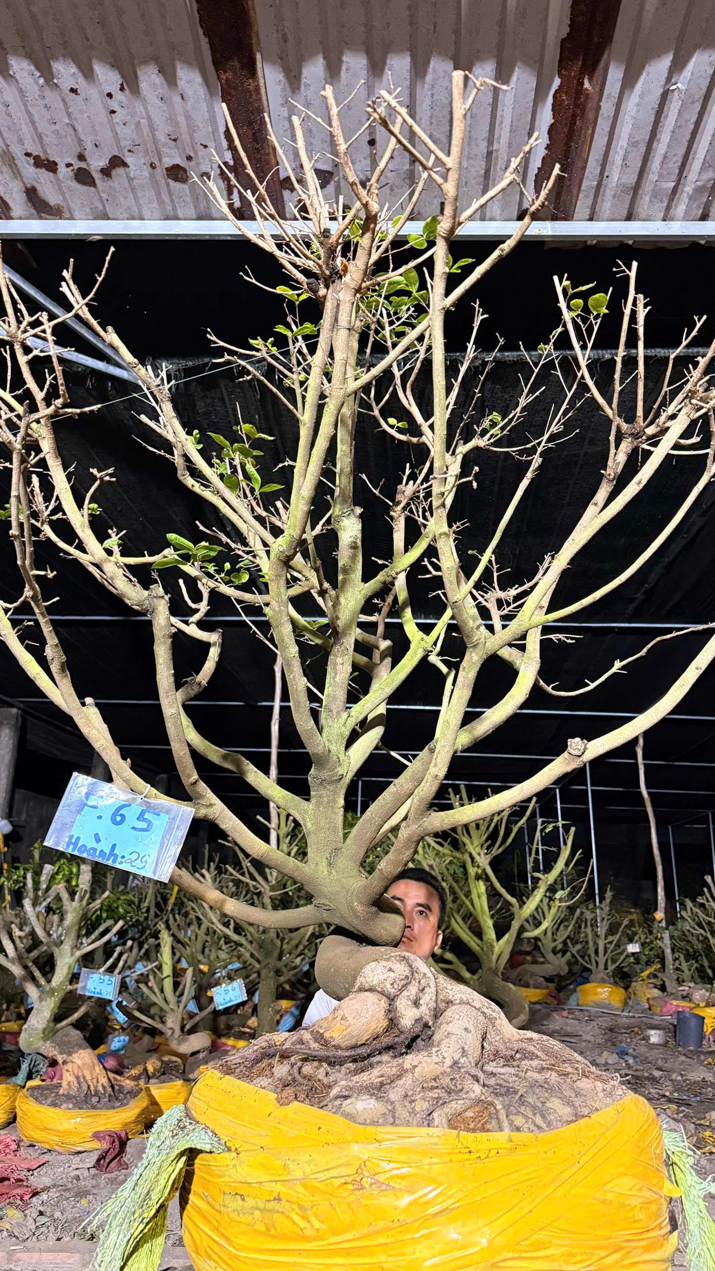 Mã F65 Mai vàng, hoành 29