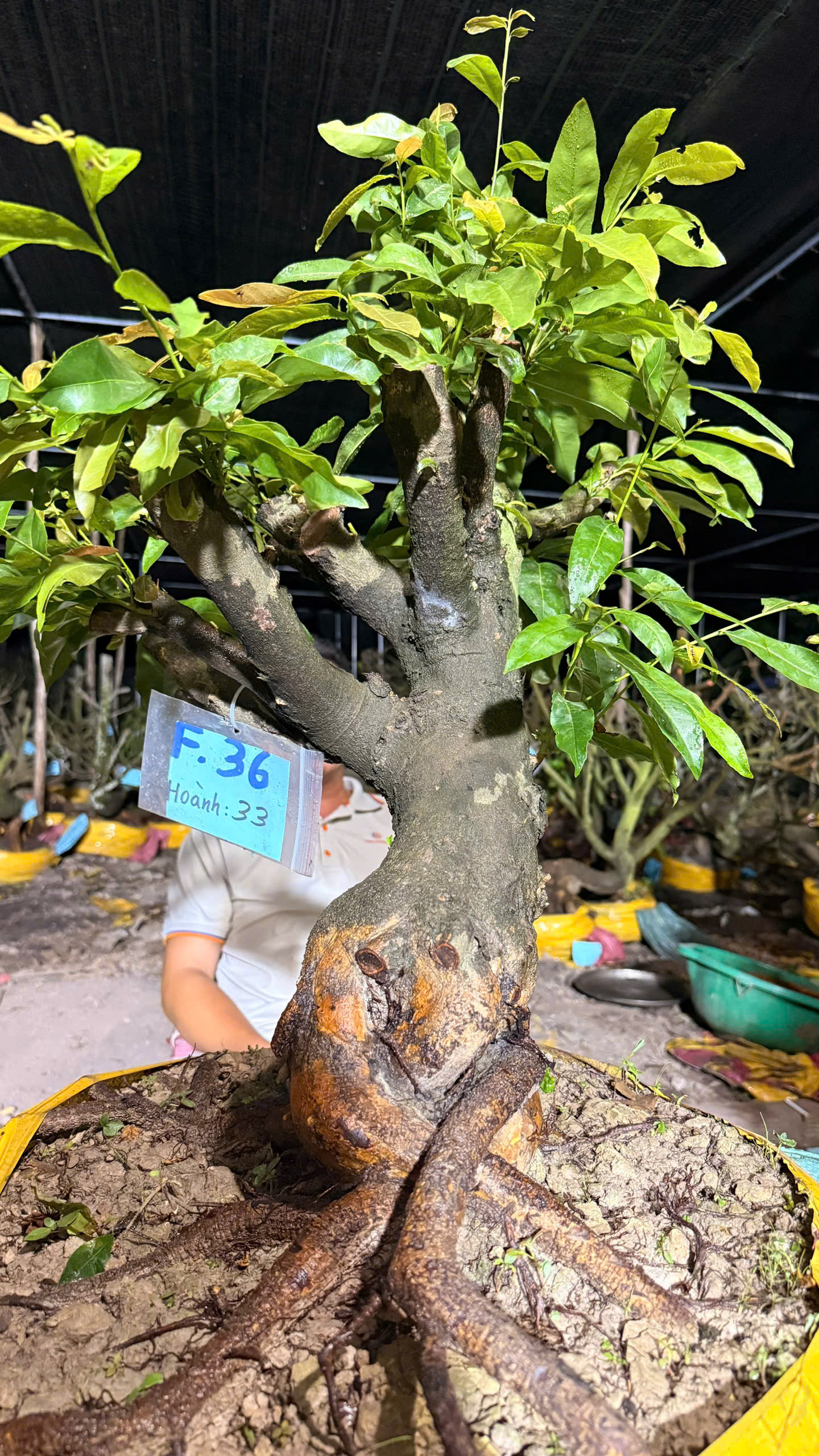 Mã F36 Mai vàng, hoành 33