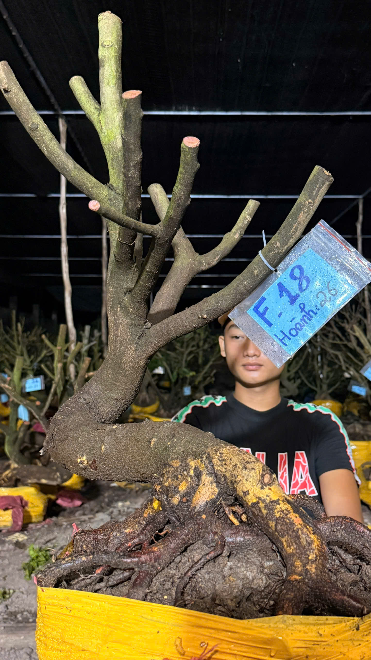 Mã F18 Mai vàng, hoành 26