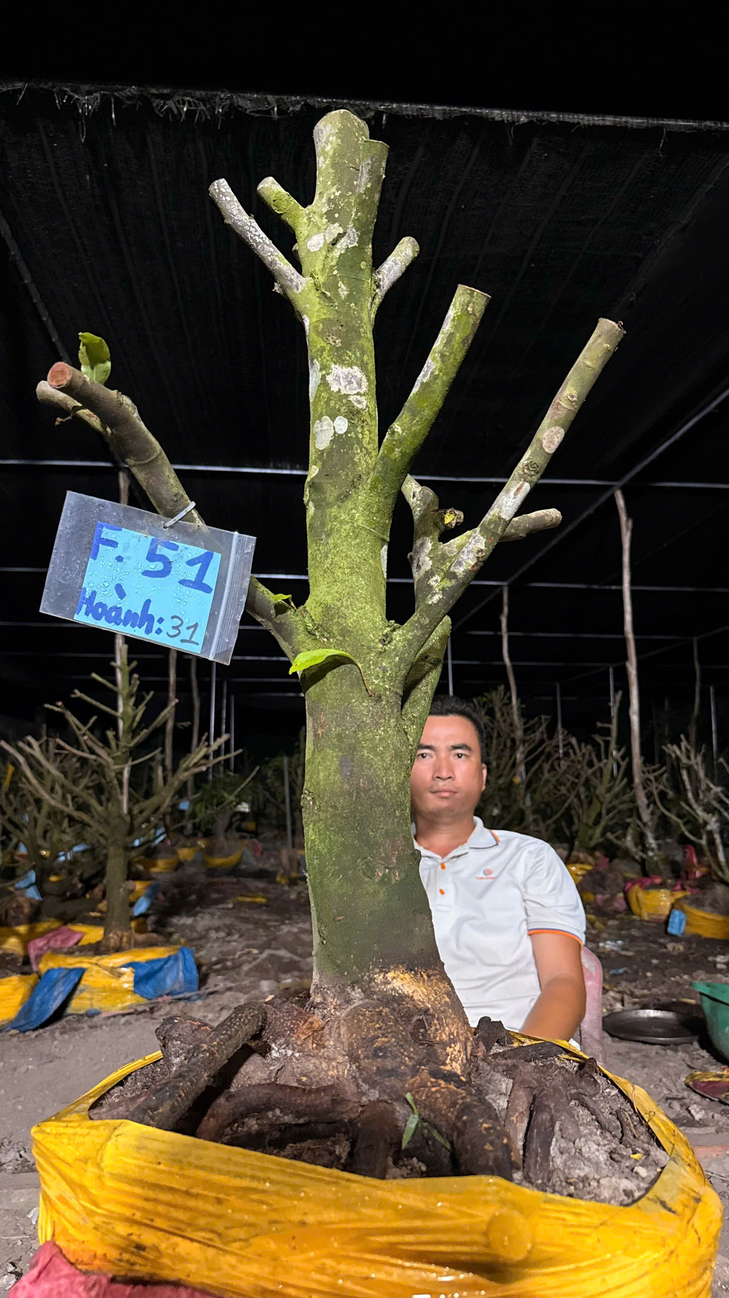 Mã F51 Mai vàng, hoành 31