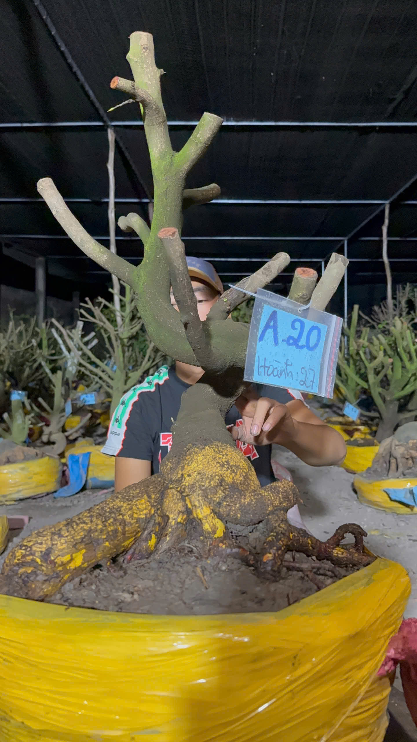 Mã A20 Mai vàng, hoành 27