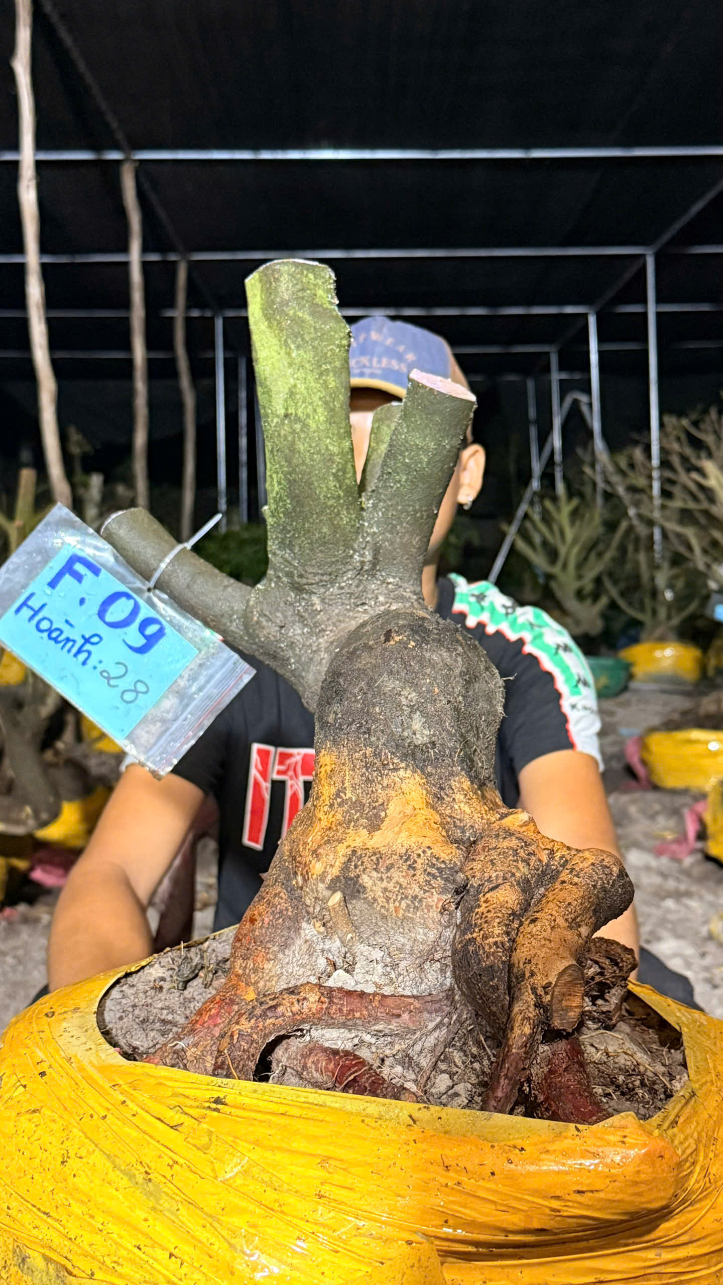 Mã F09 Mai vàng, hoành