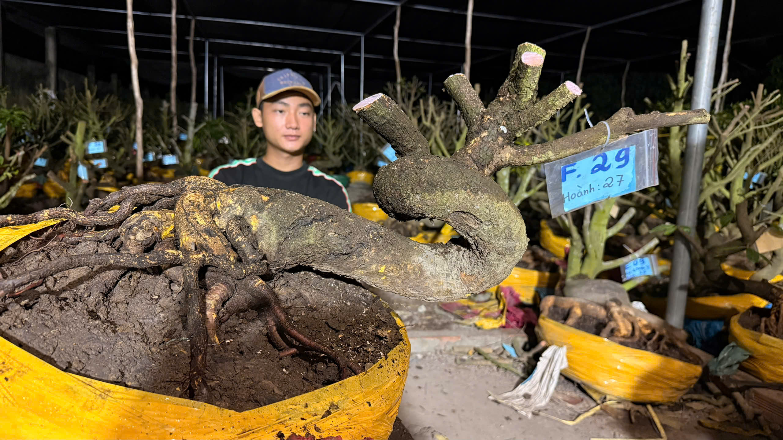 Mã F29 Mai vàng, hoành 27