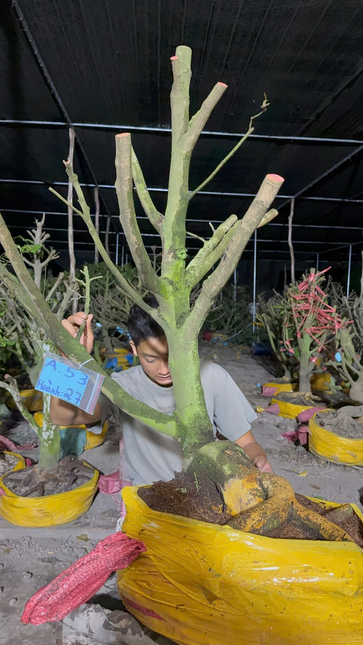 Mã A53 Mai vàng, hoành 27