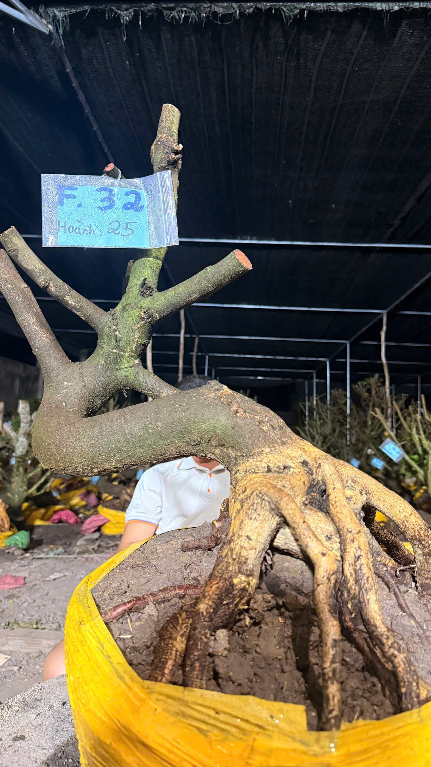 Mã 32 Mai vàng, hoành 25