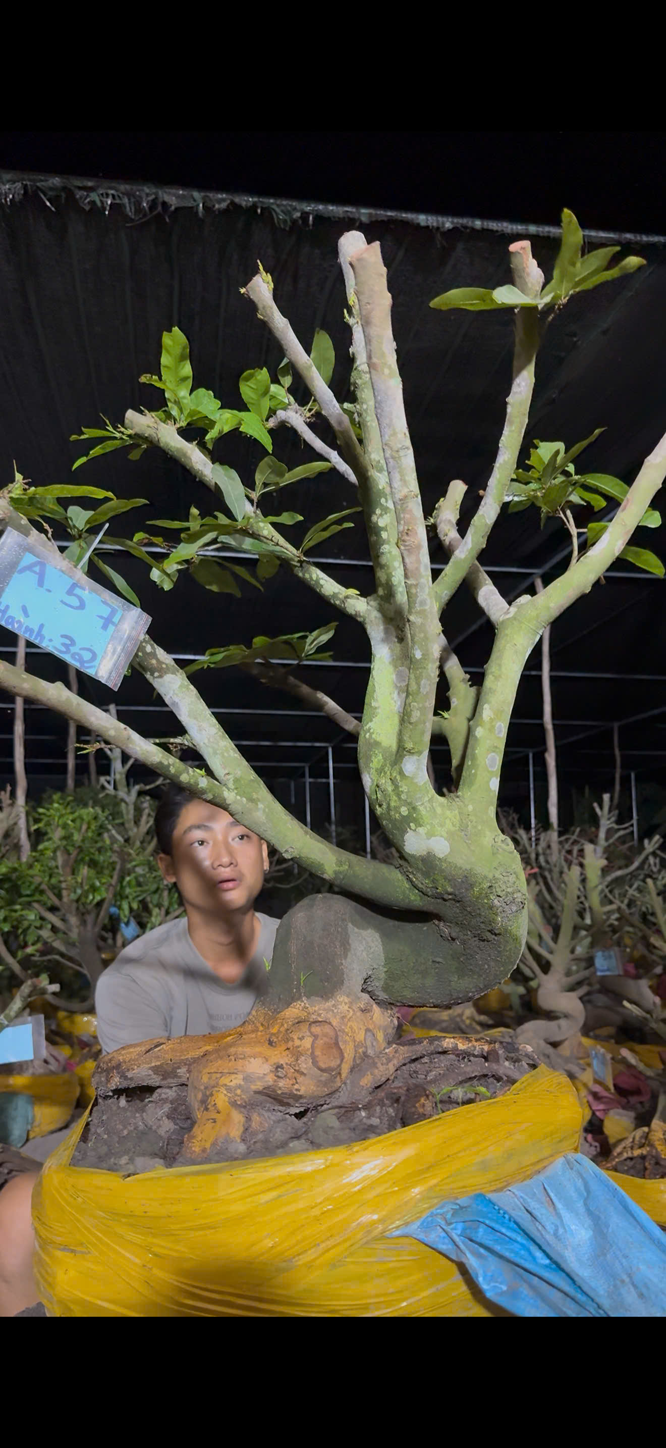 Mã A57 Mai vàng, hoành 32