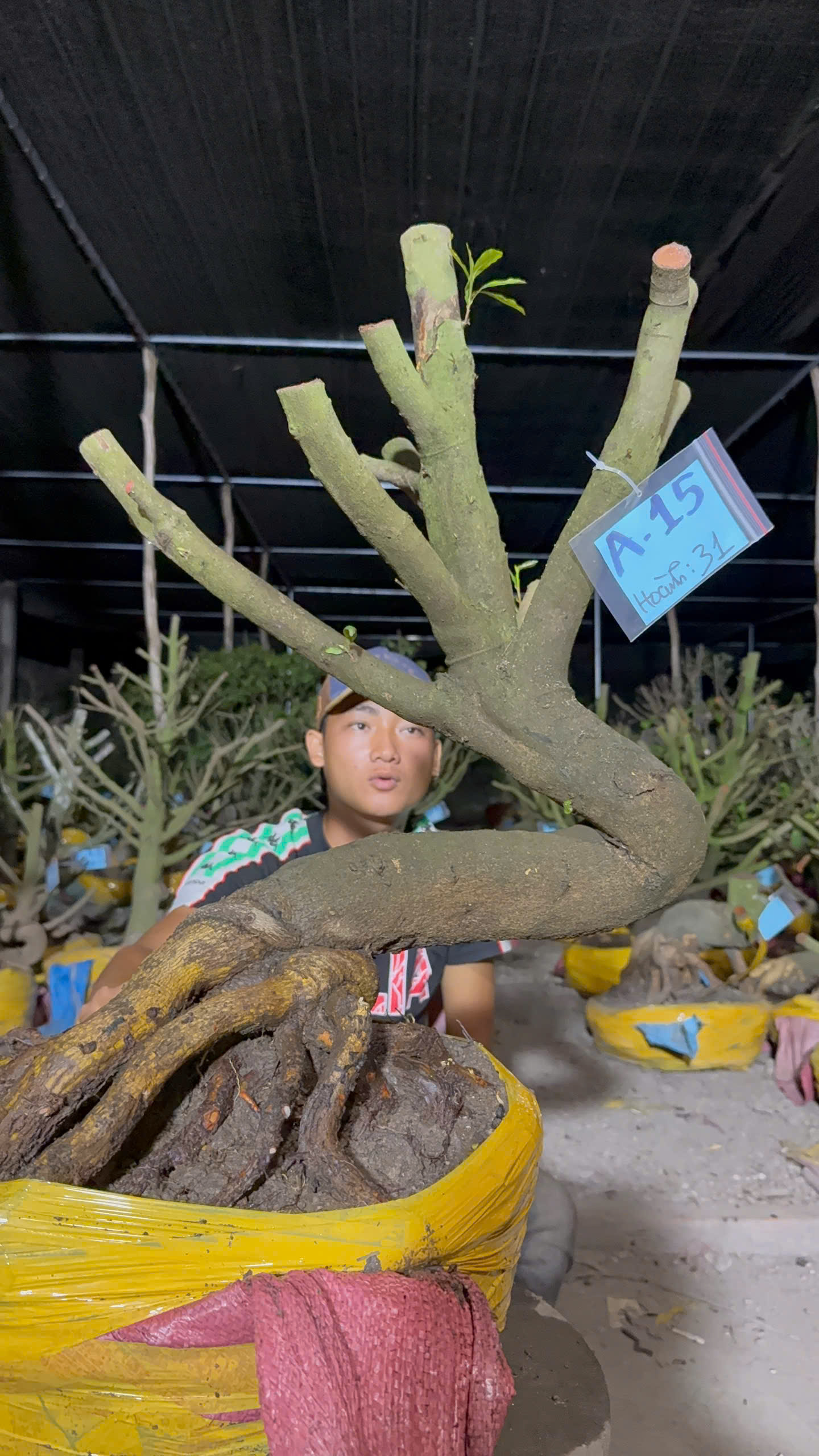 Mã A15 Mai vàng, hoành 31