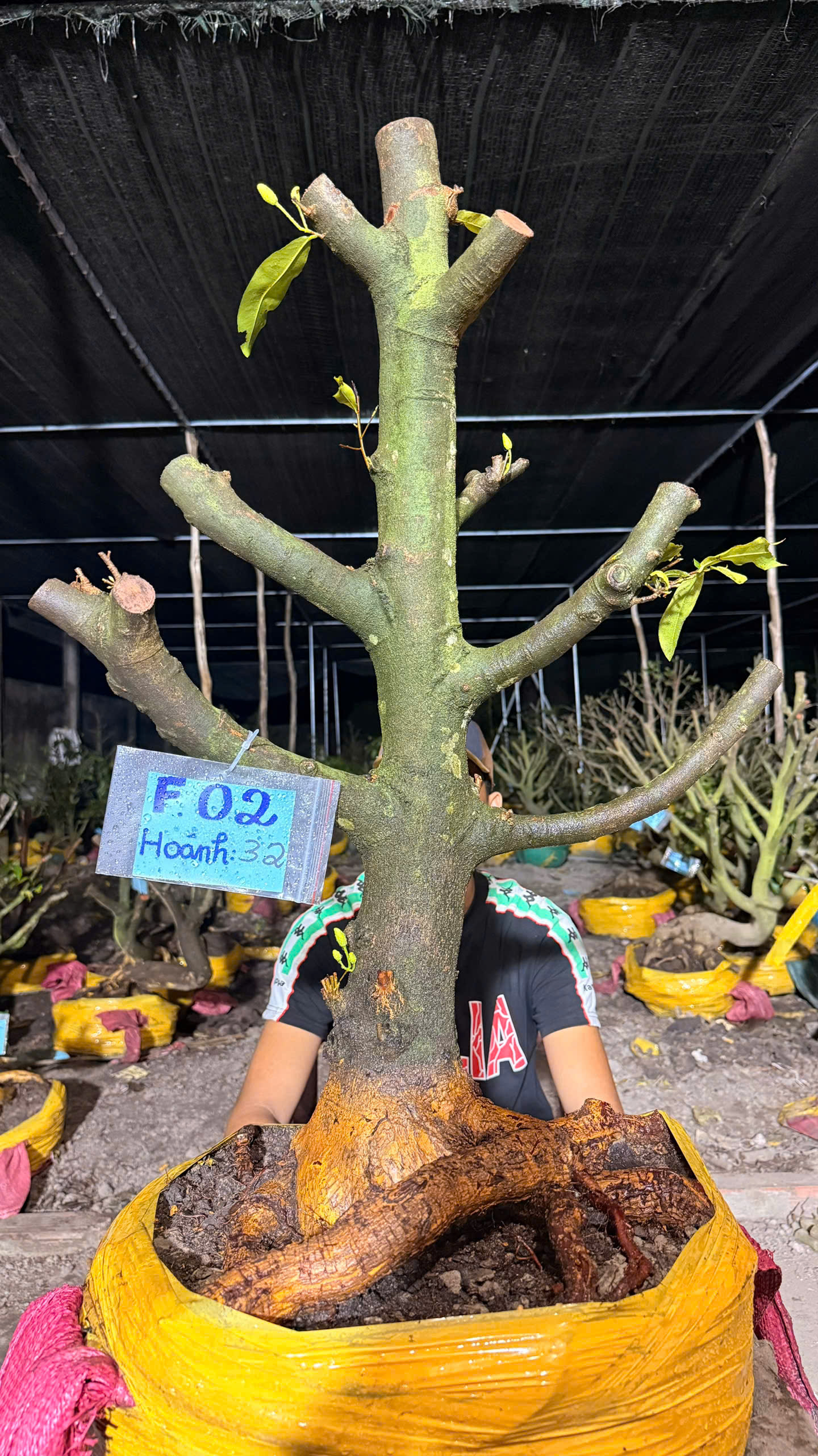 Mã F02 Mai Vàng, Hoành 32