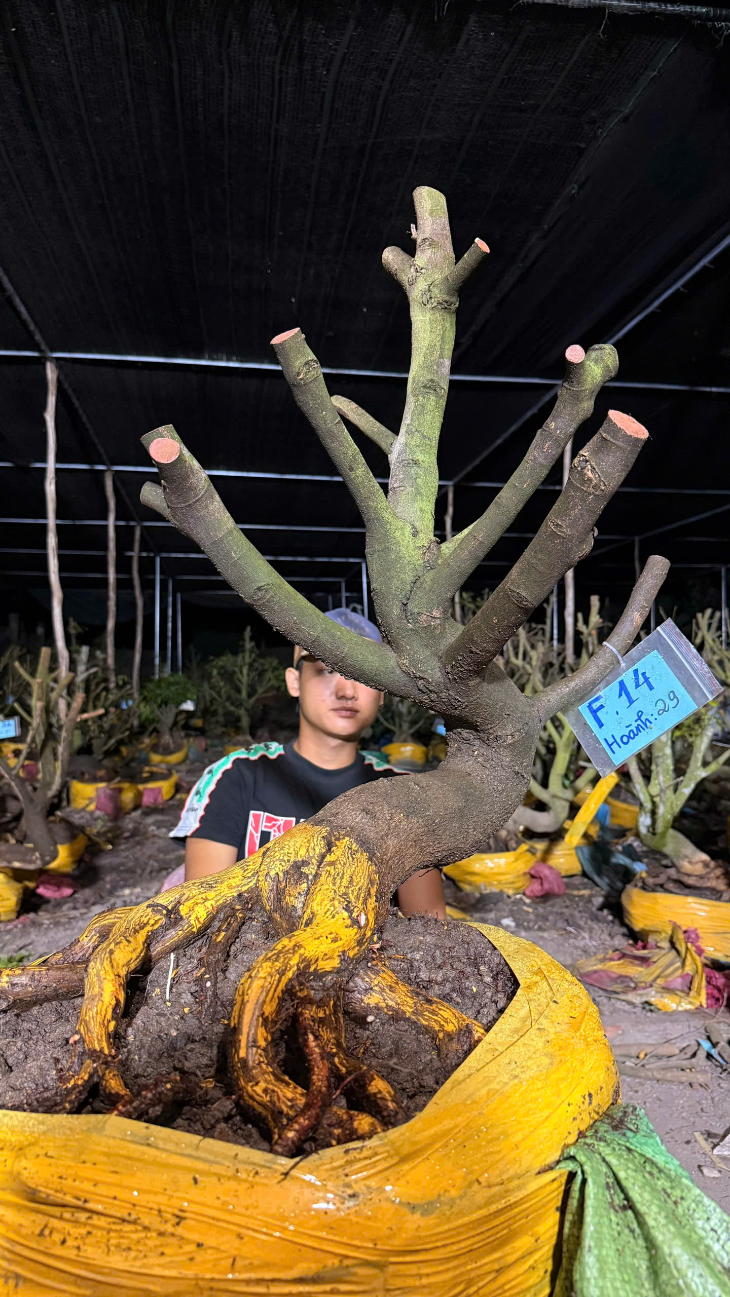 Mã F14 Mai vàng, hoành 29