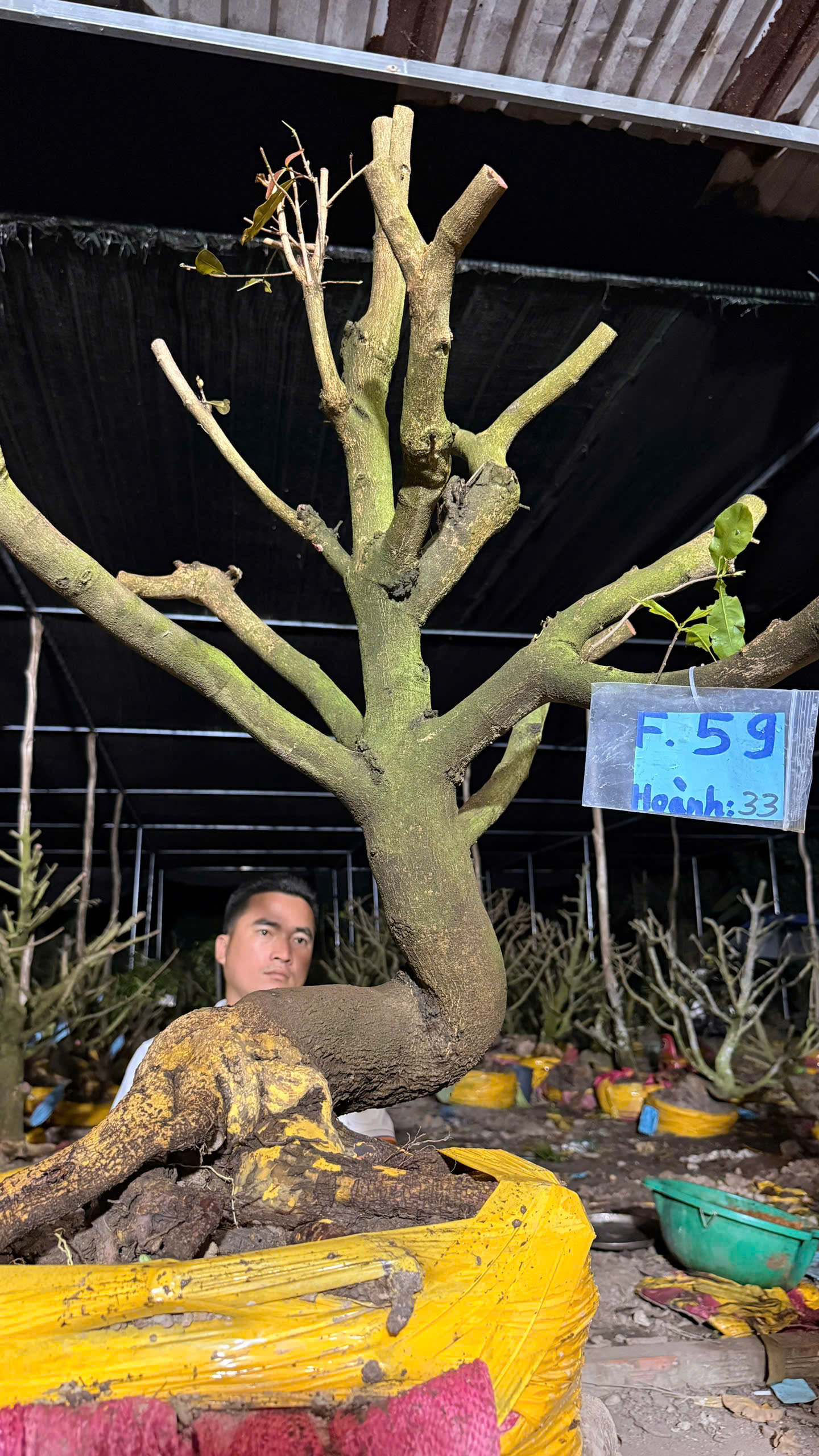 Mã F59 Mai vàng, hoành 33