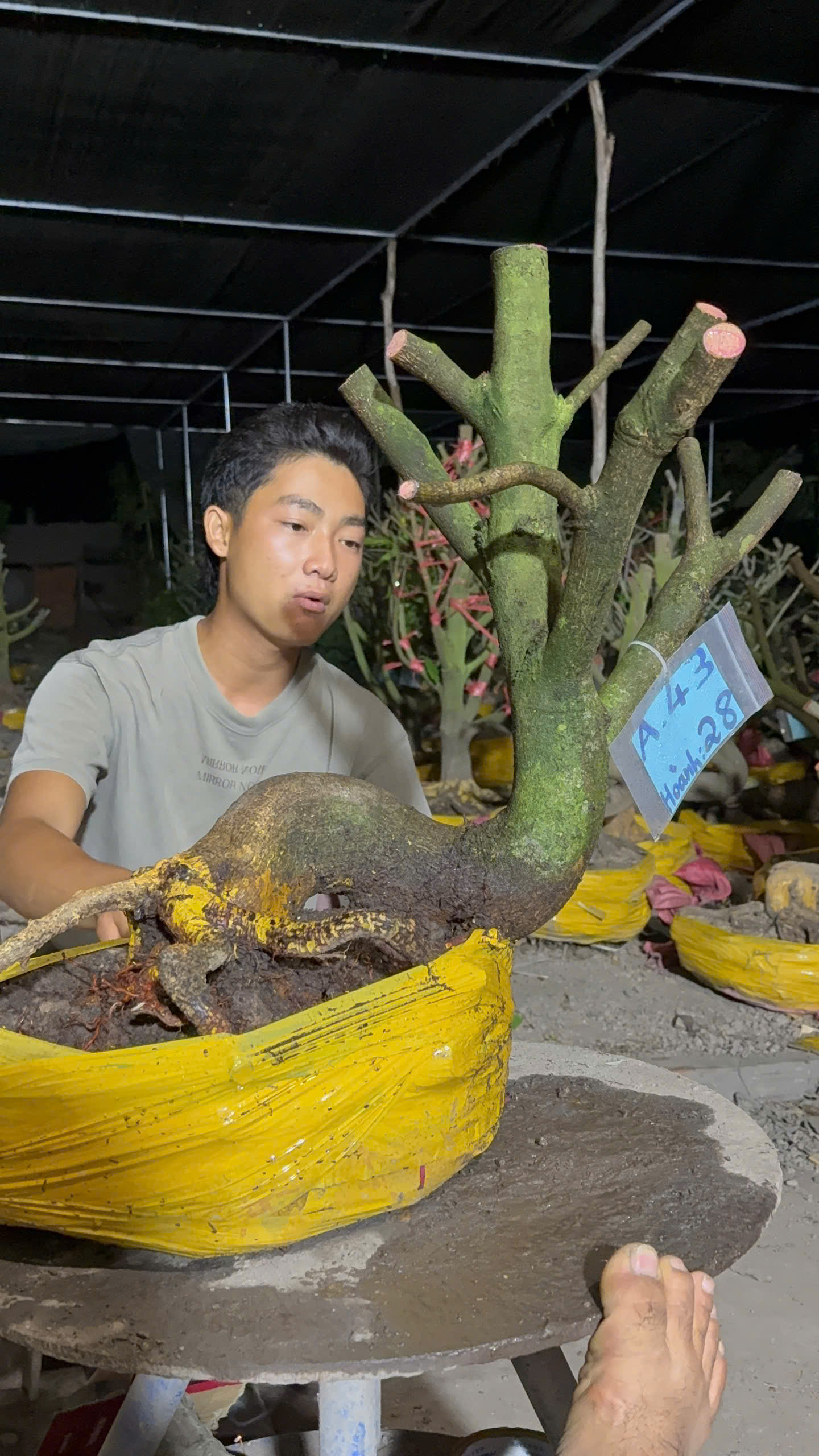 Mã A43 Mai vàng, hoành 28