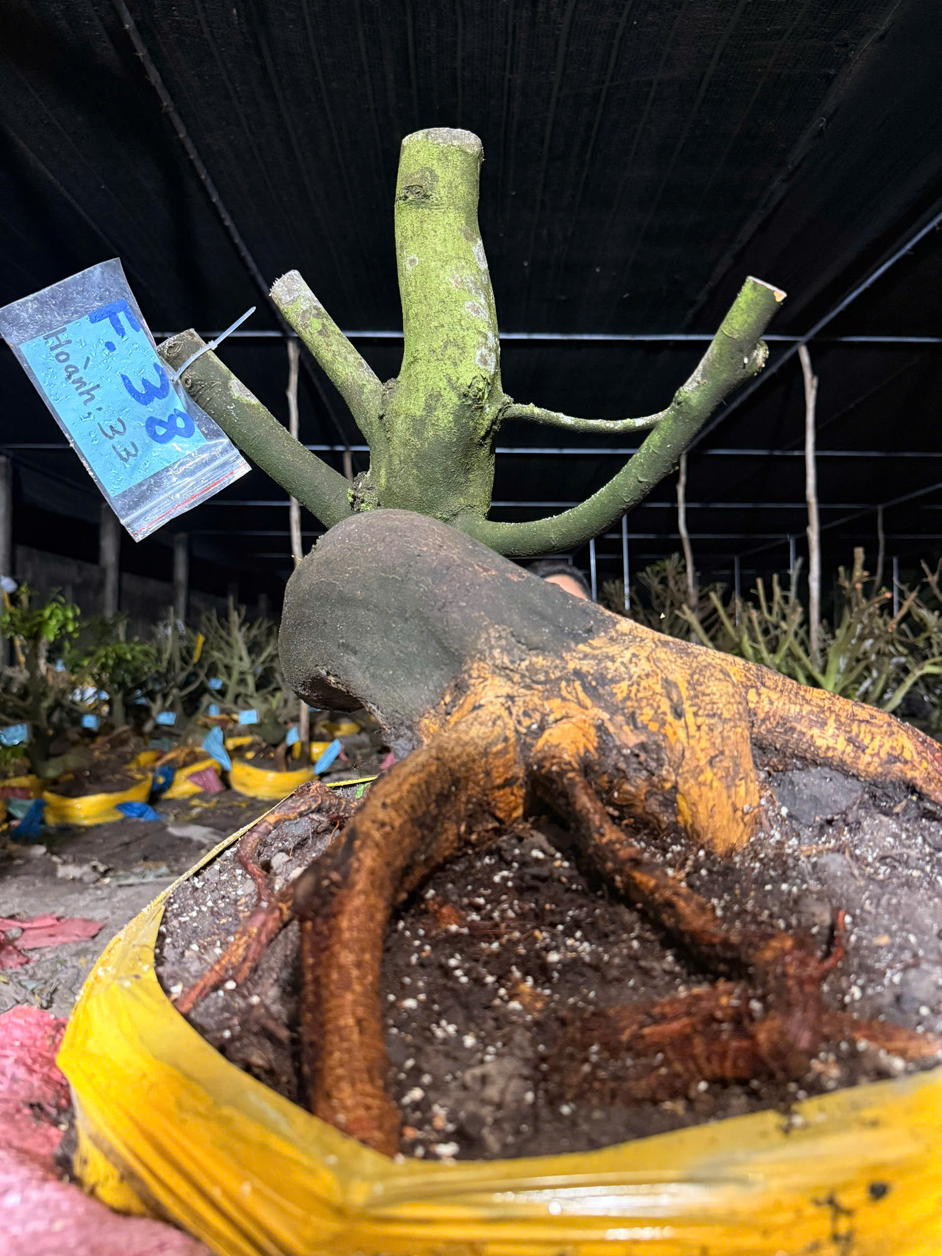 Mã F38 Mai vàng, hoành 33