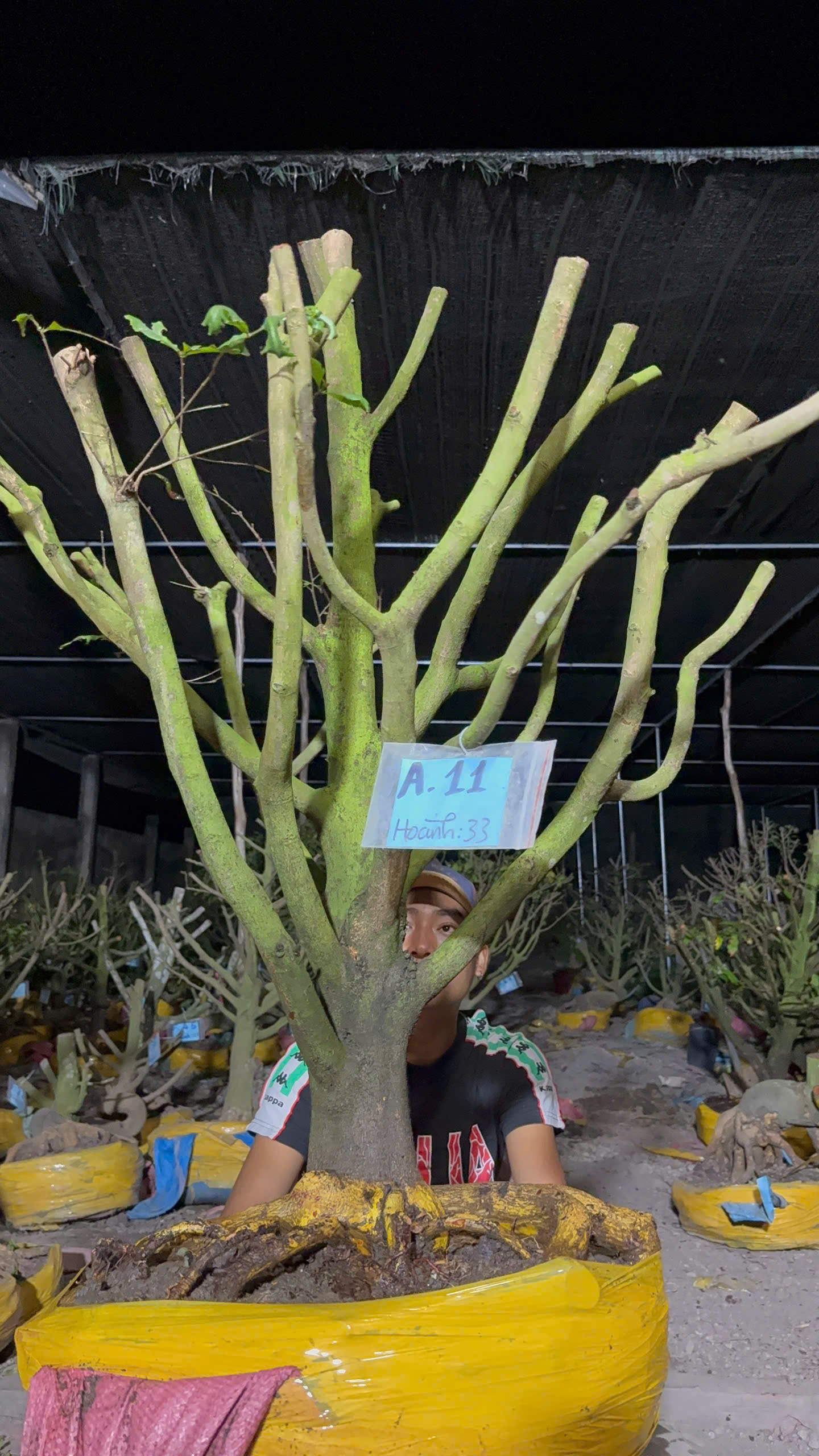 Mã a11 Mai vàng, hoành 33