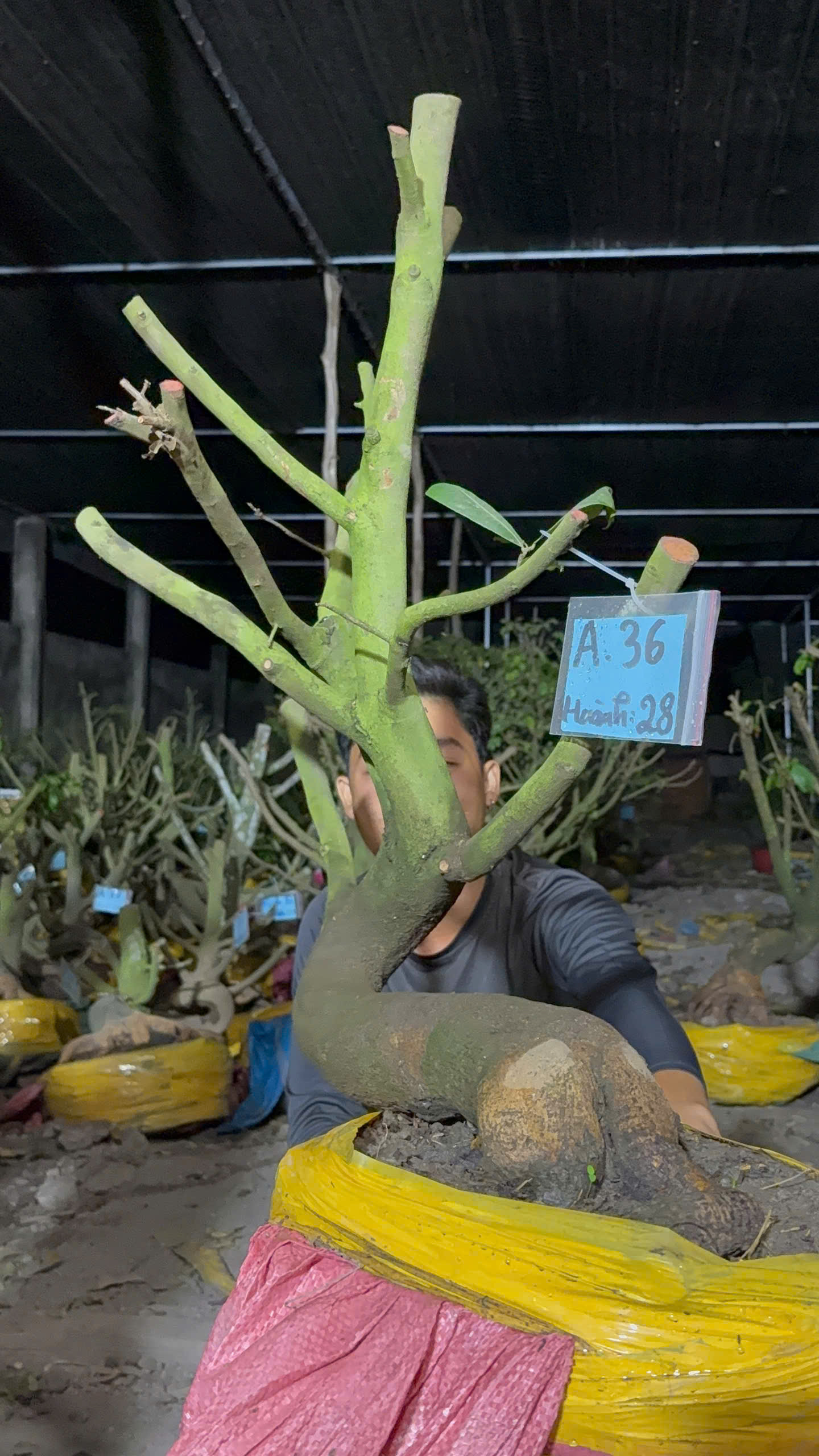 Mã A36 Mai vàng, hoành 28