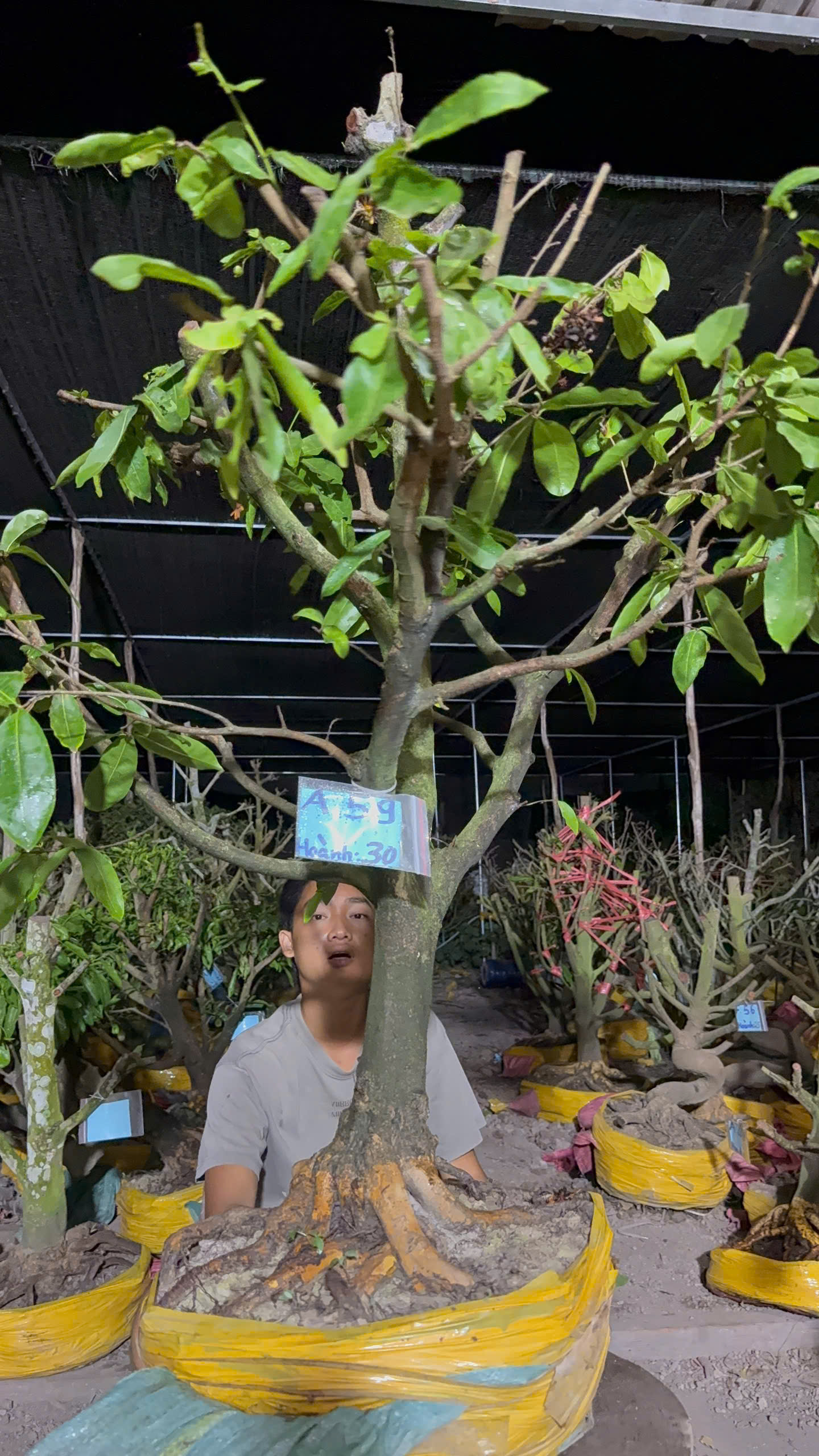 Mã A59 Mai vàng, hoành 30