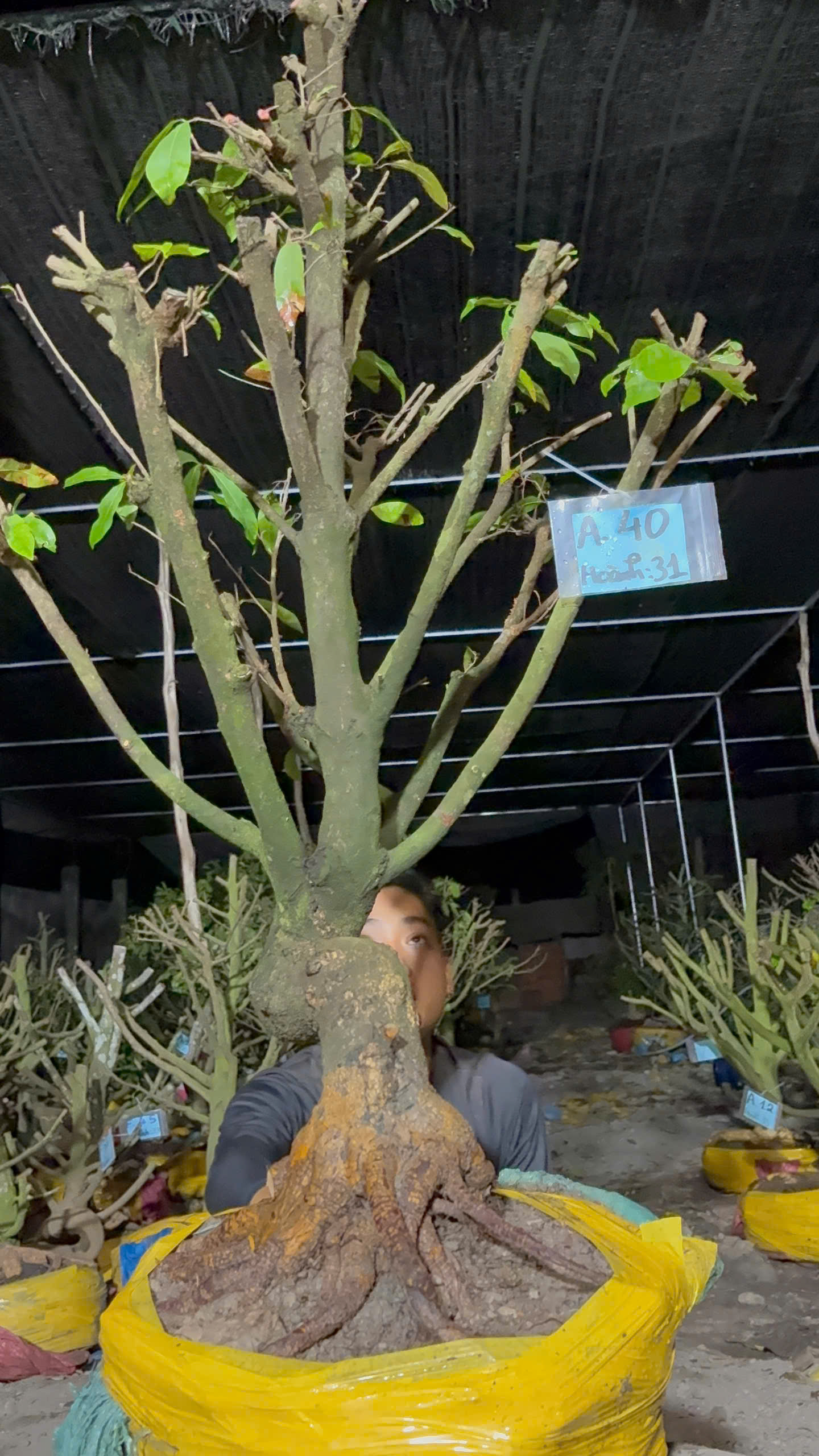 Mã A40 Mai vàng, hoành 31