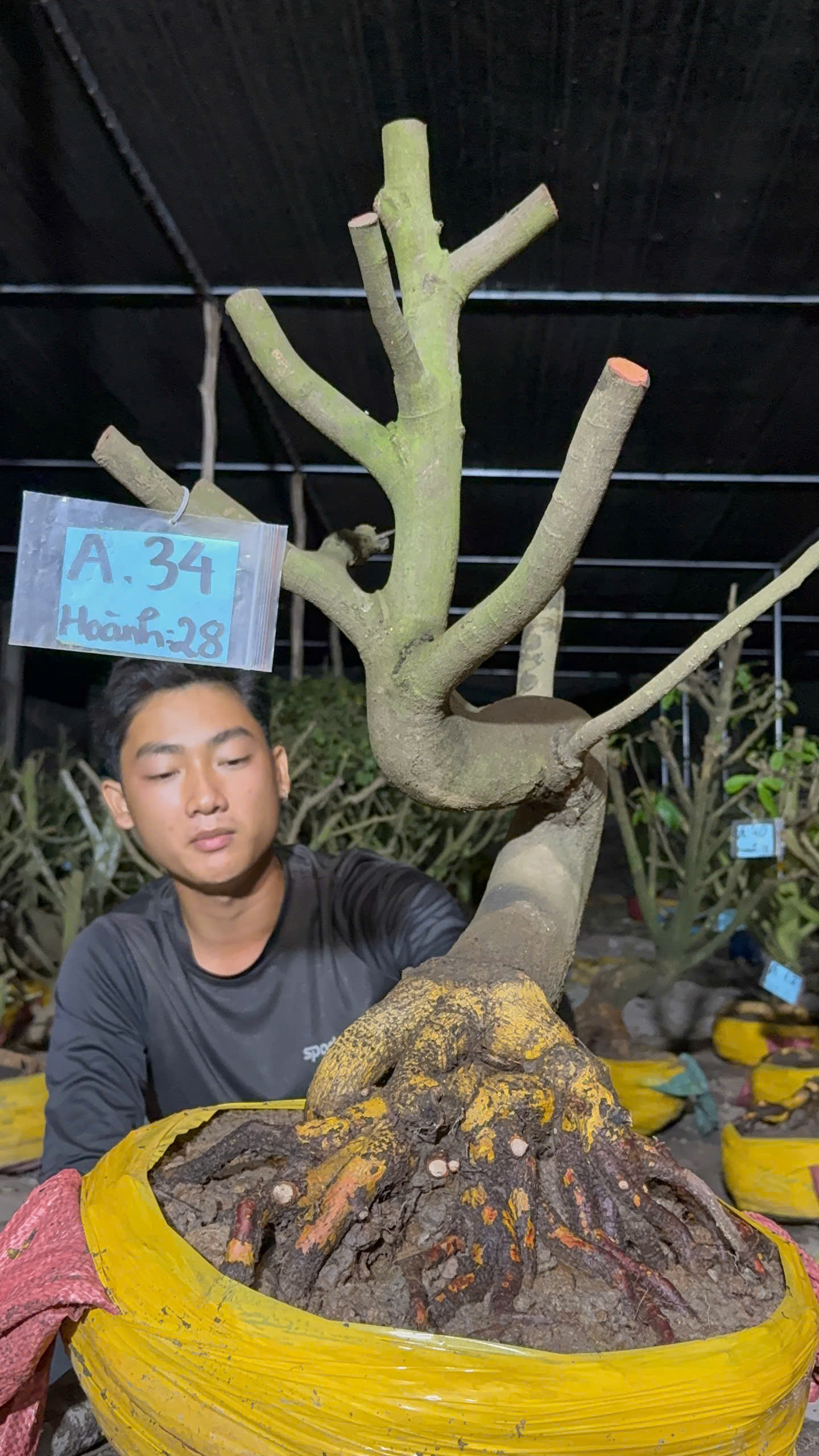 Mã A34 Mai vàng, hoành 28