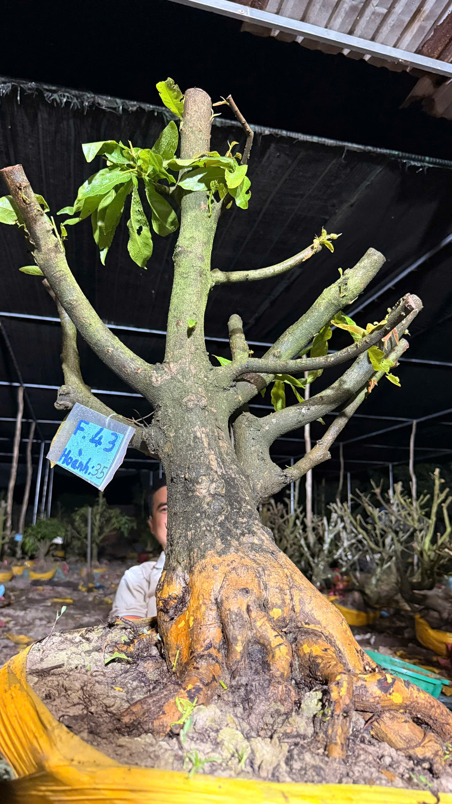 Mã F43 Mai vàng, hoành 35