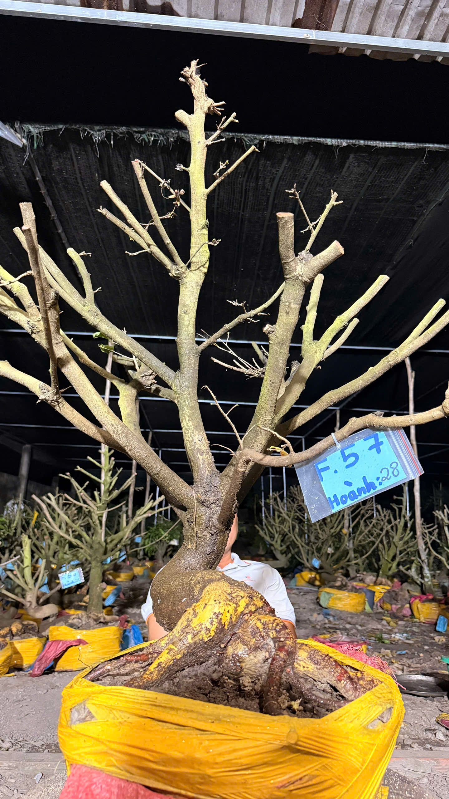 Mã F57 Mai vàng, hoành 28