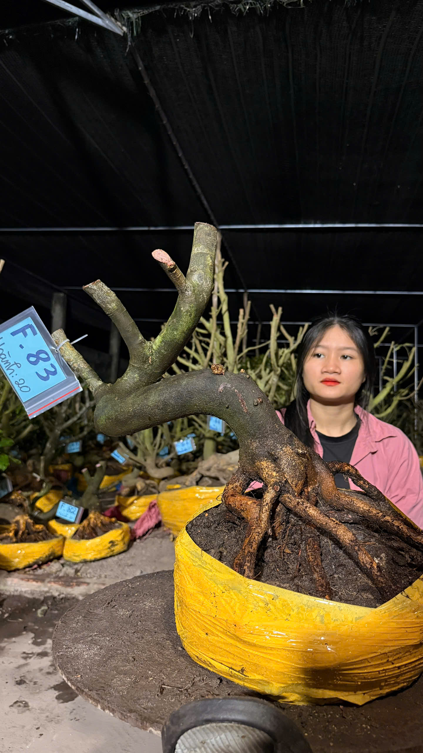 Mã F83 Mai vàng, hoành 20