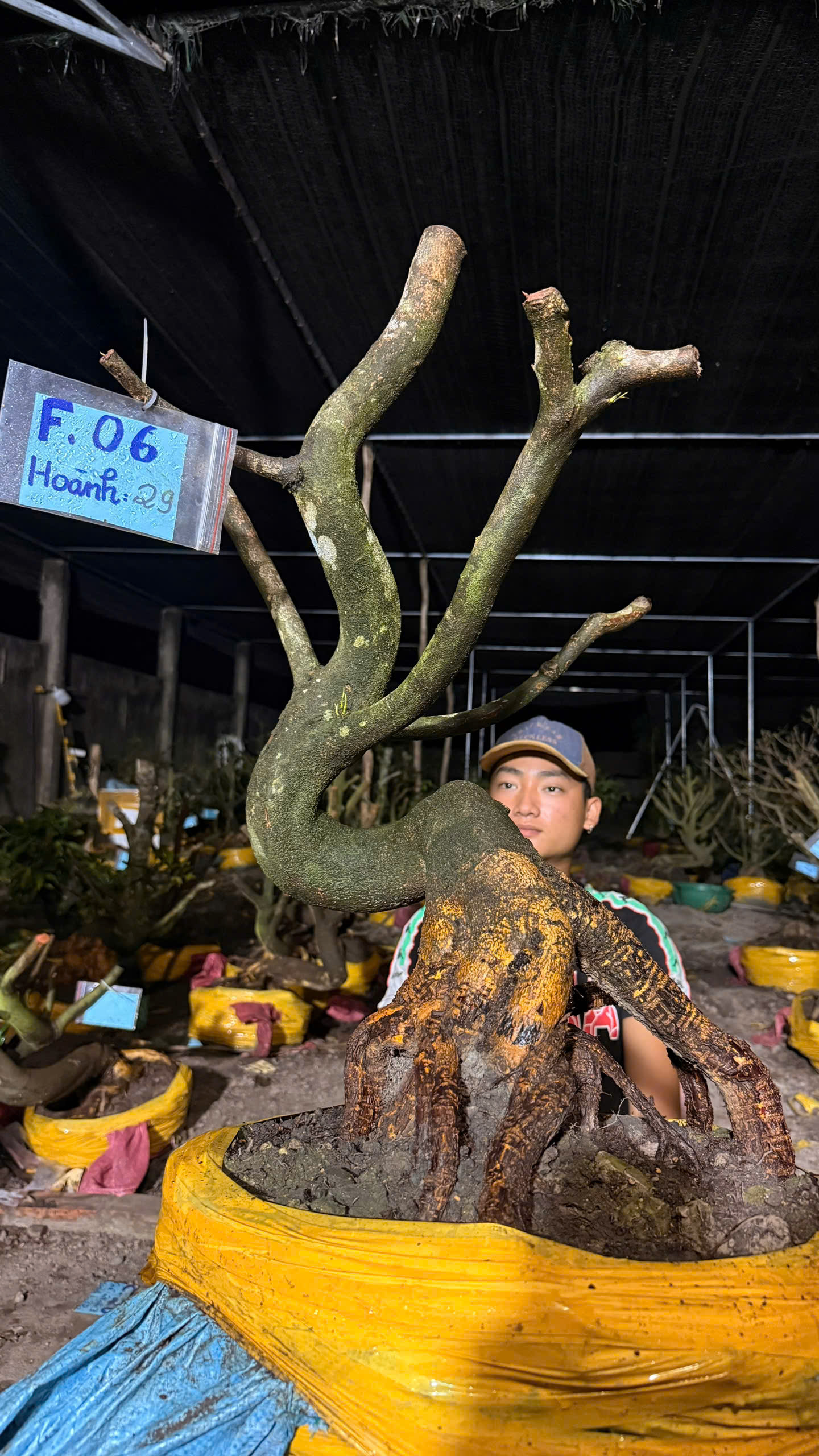 Mã F06 Mai vàng, hoành 29