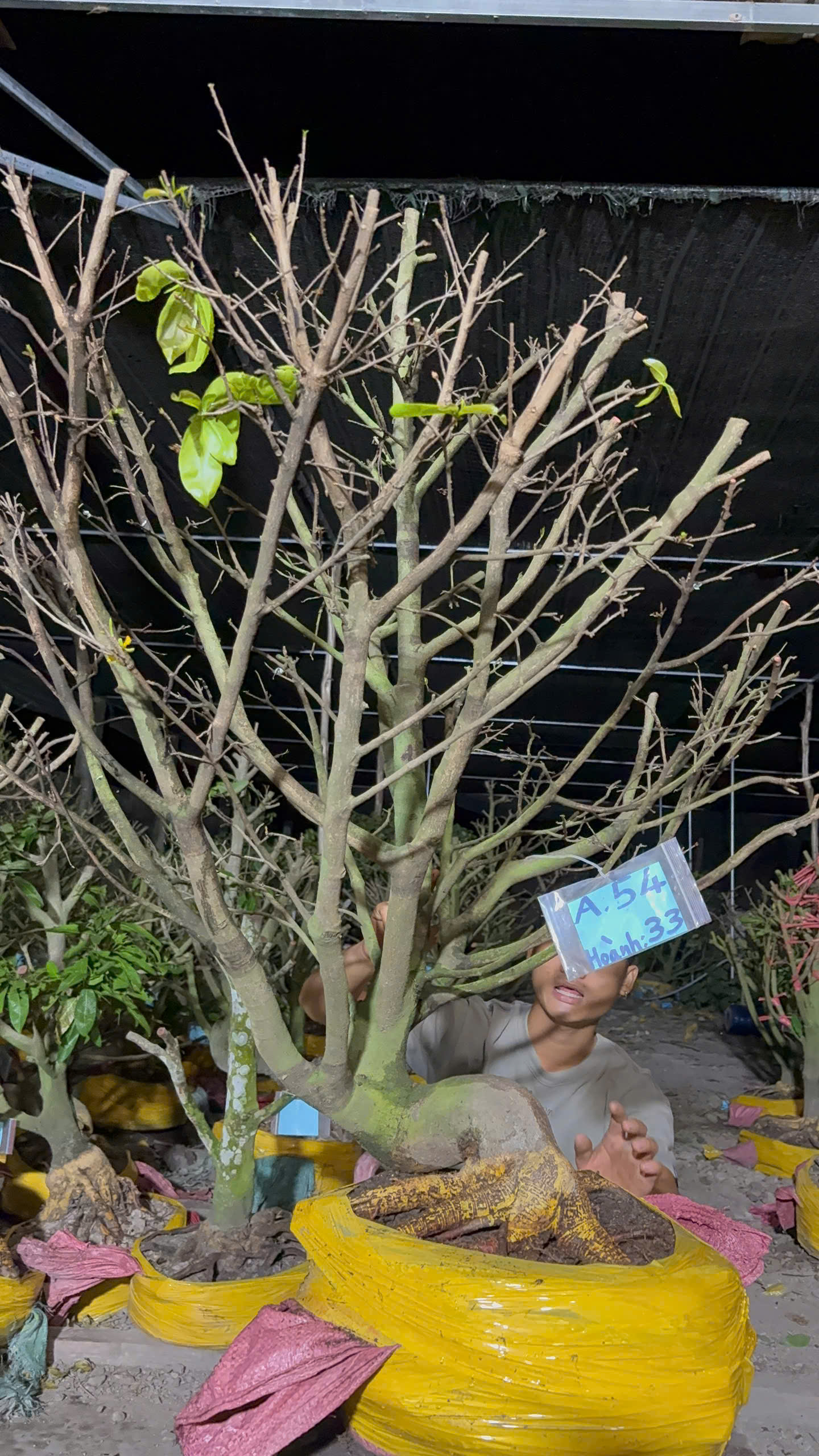 Mã A54 Mai vàng, hoành 33