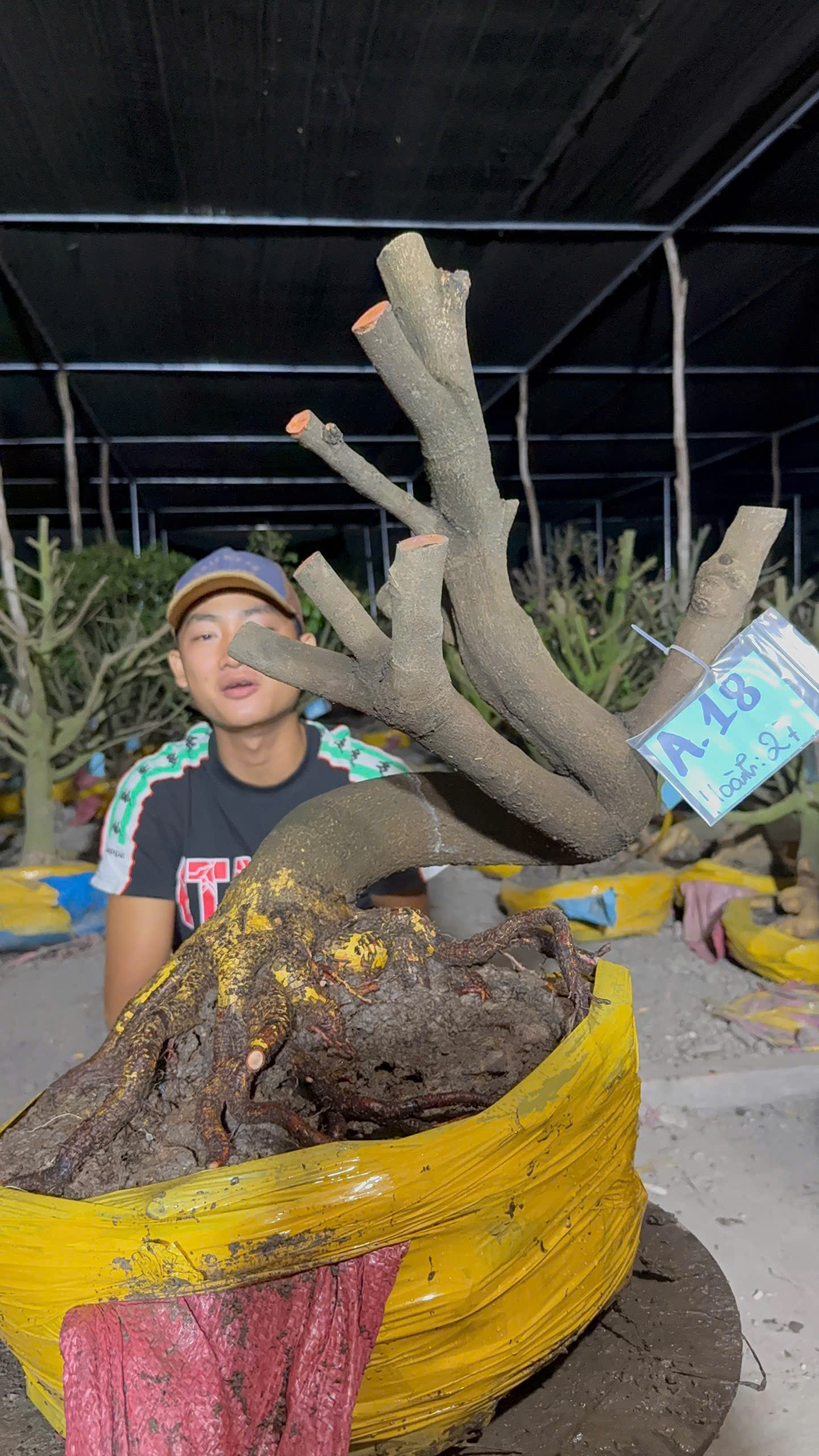 Mã A18 Mai vàng, hoành 27