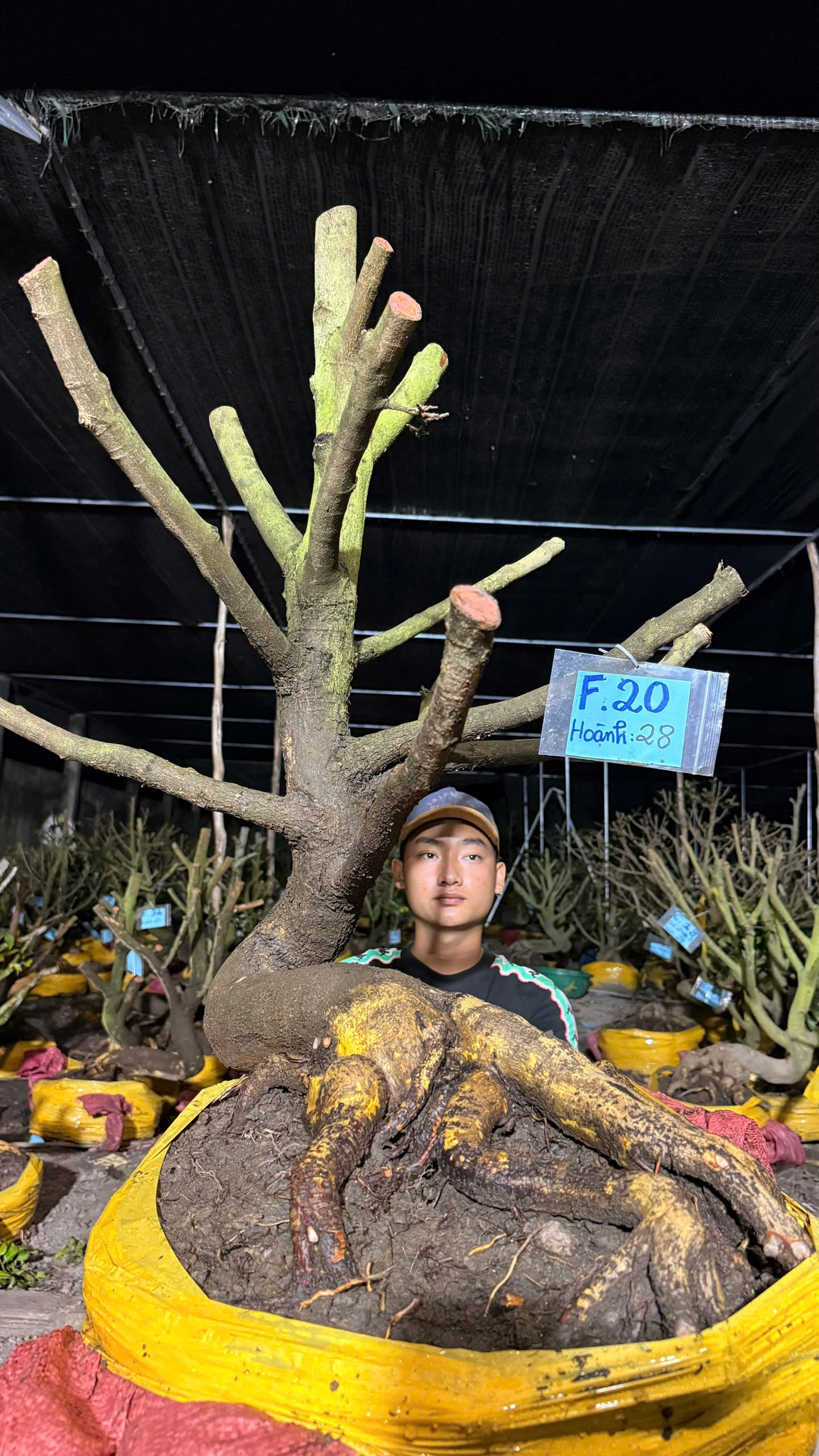 Mã F20 Mai vàng, hoành 28