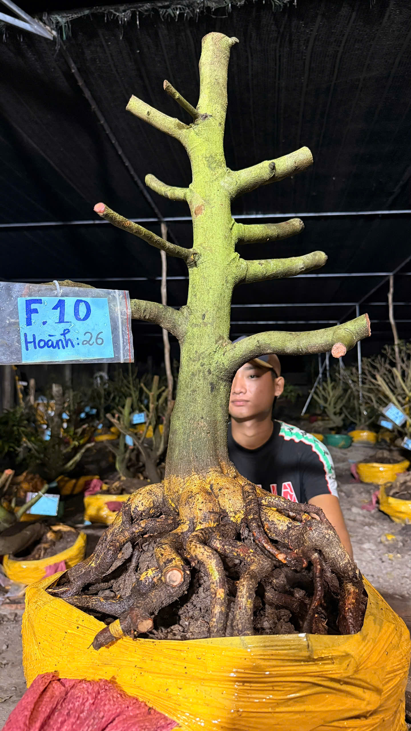 Mã F10 Mai vàng, hoành 26